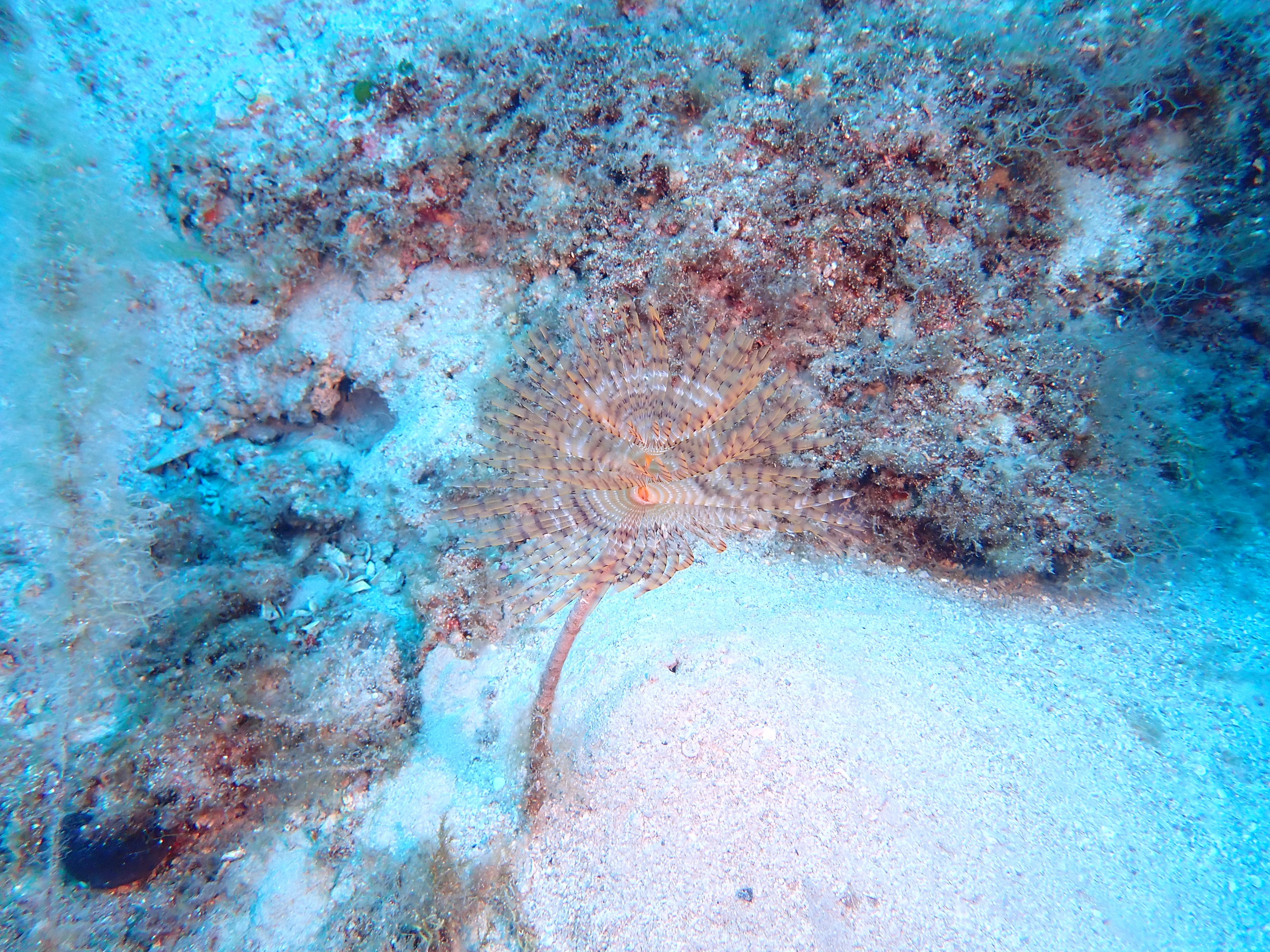 https://res.cloudinary.com/dt3d6t2ay/image/upload/v1693085210/obsidian/2023-05-13%20Epidaure%20APSAP/Annelida/Sabelidae/P5170252_qoeitx.jpg