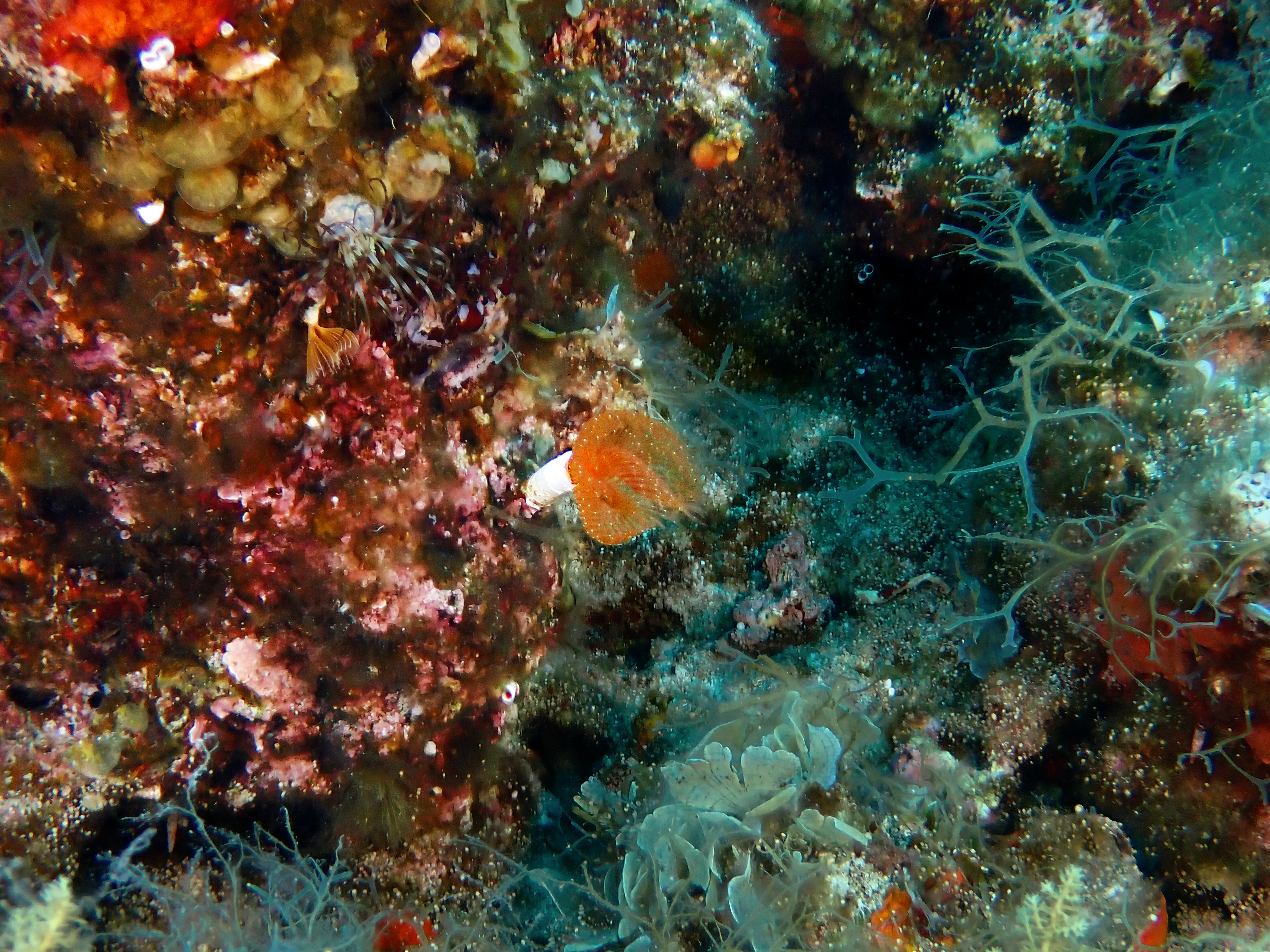 https://res.cloudinary.com/dt3d6t2ay/image/upload/v1693085223/obsidian/2023-05-13%20Epidaure%20APSAP/Annelida/Serpulidae/P5150130_oikqmv.jpg