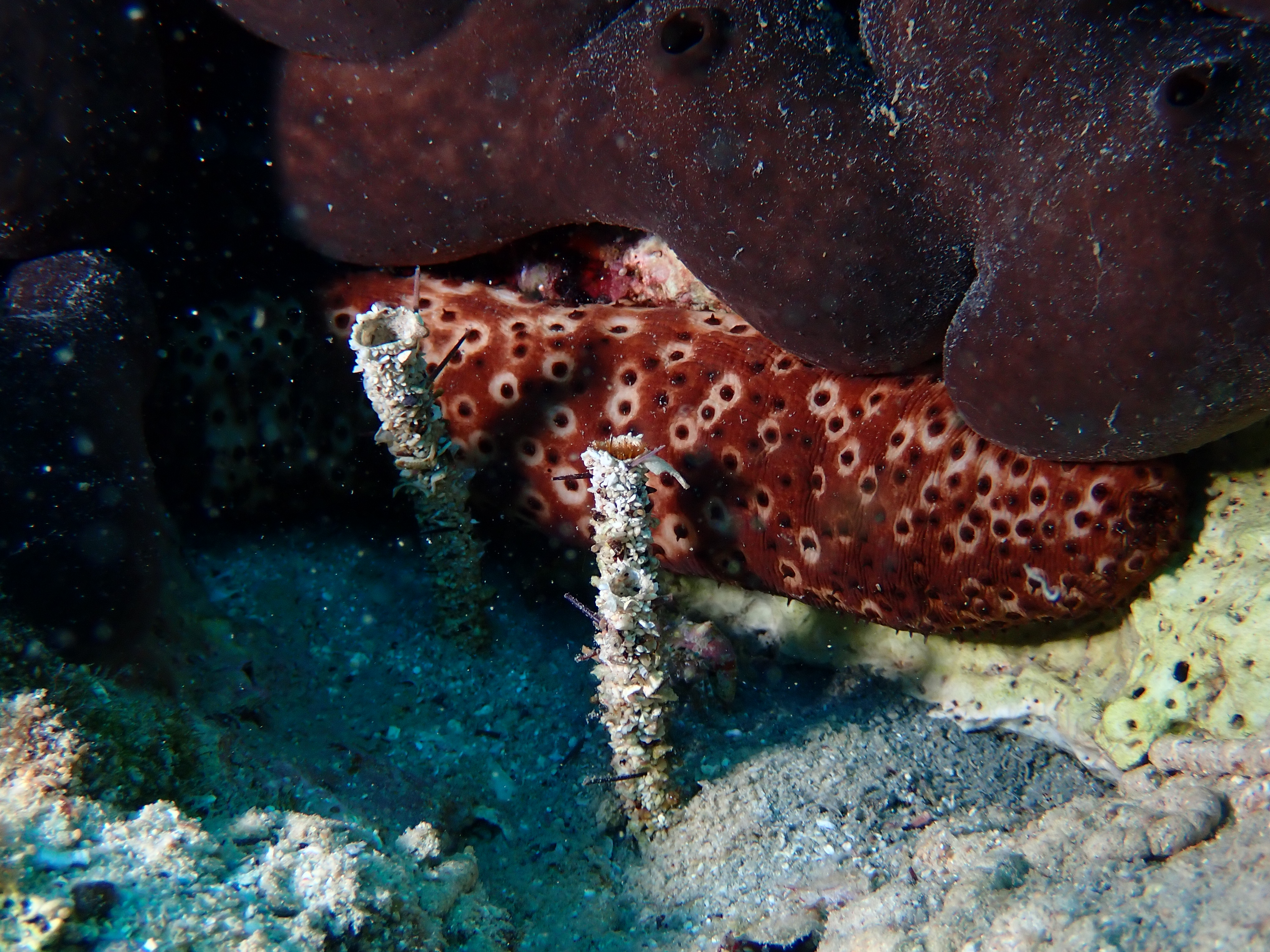 https://res.cloudinary.com/dt3d6t2ay/image/upload/v1693085223/obsidian/2023-05-13%20Epidaure%20APSAP/Annelida/Serpulidae/P5180407_faqrks.jpg