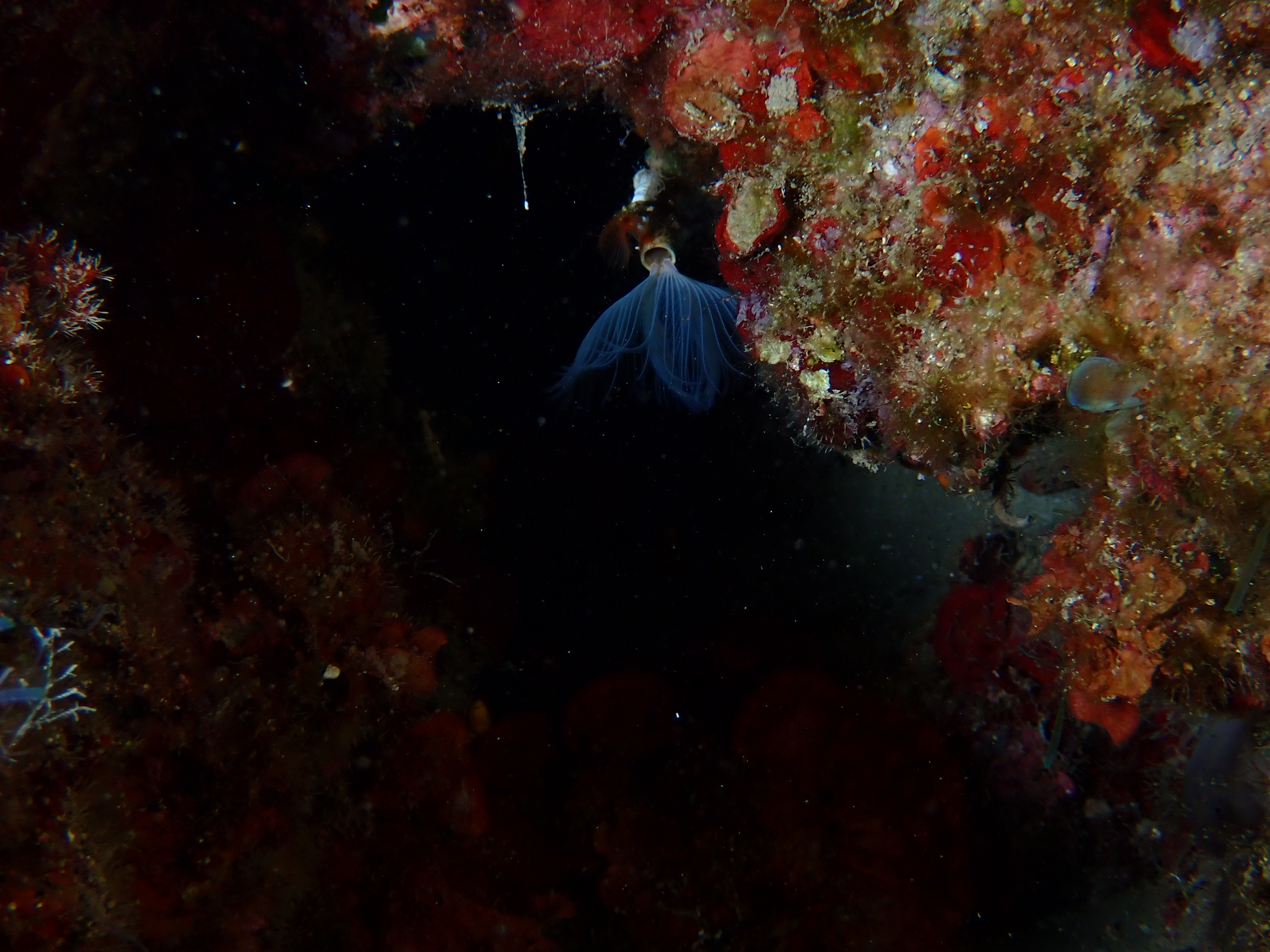 https://res.cloudinary.com/dt3d6t2ay/image/upload/v1693085224/obsidian/2023-05-13%20Epidaure%20APSAP/Annelida/Serpulidae/P5170322_jyq7gk.jpg