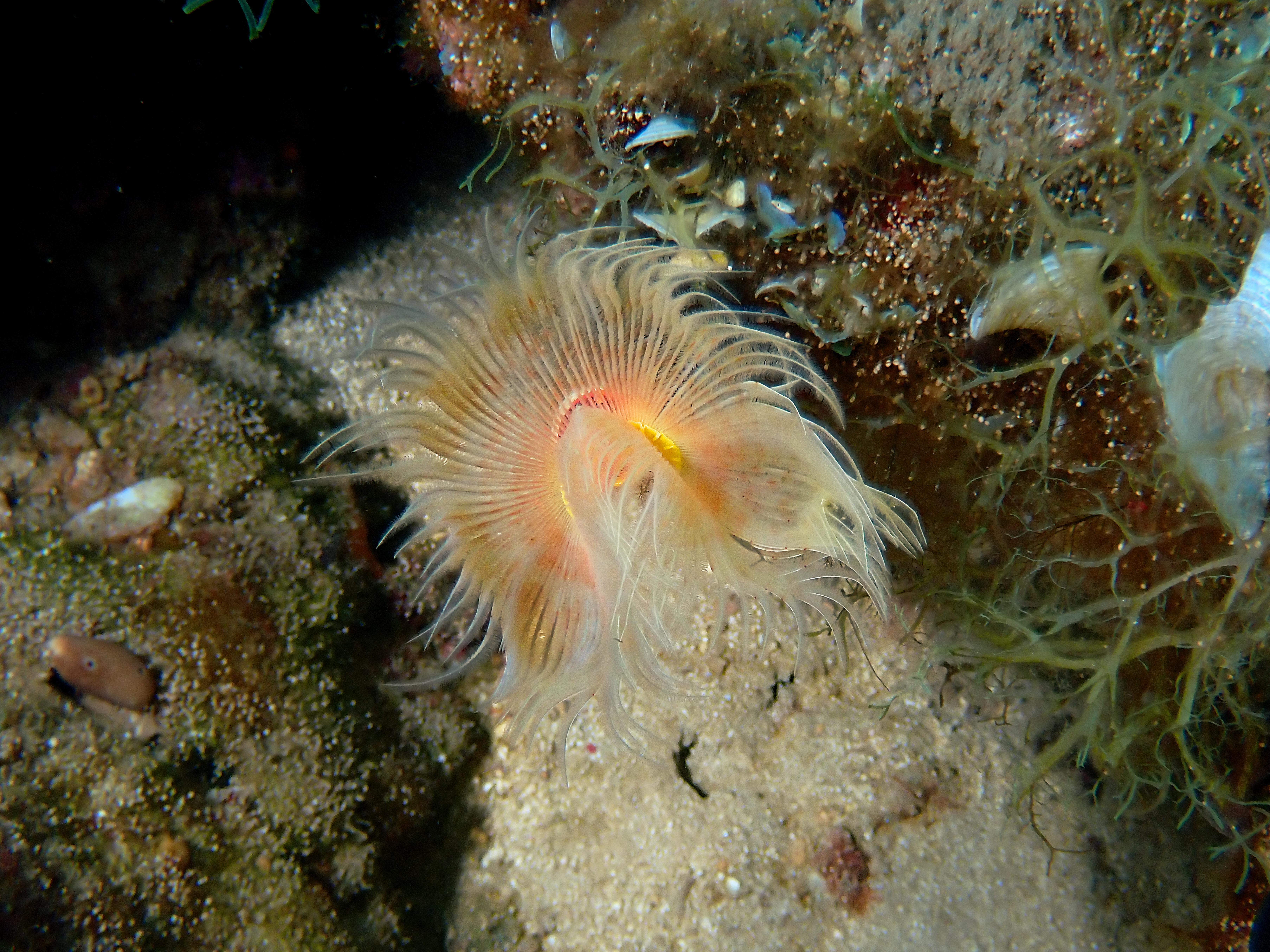 https://res.cloudinary.com/dt3d6t2ay/image/upload/v1693085224/obsidian/2023-05-13%20Epidaure%20APSAP/Annelida/Serpulidae/Protule_cwt8pt.jpg