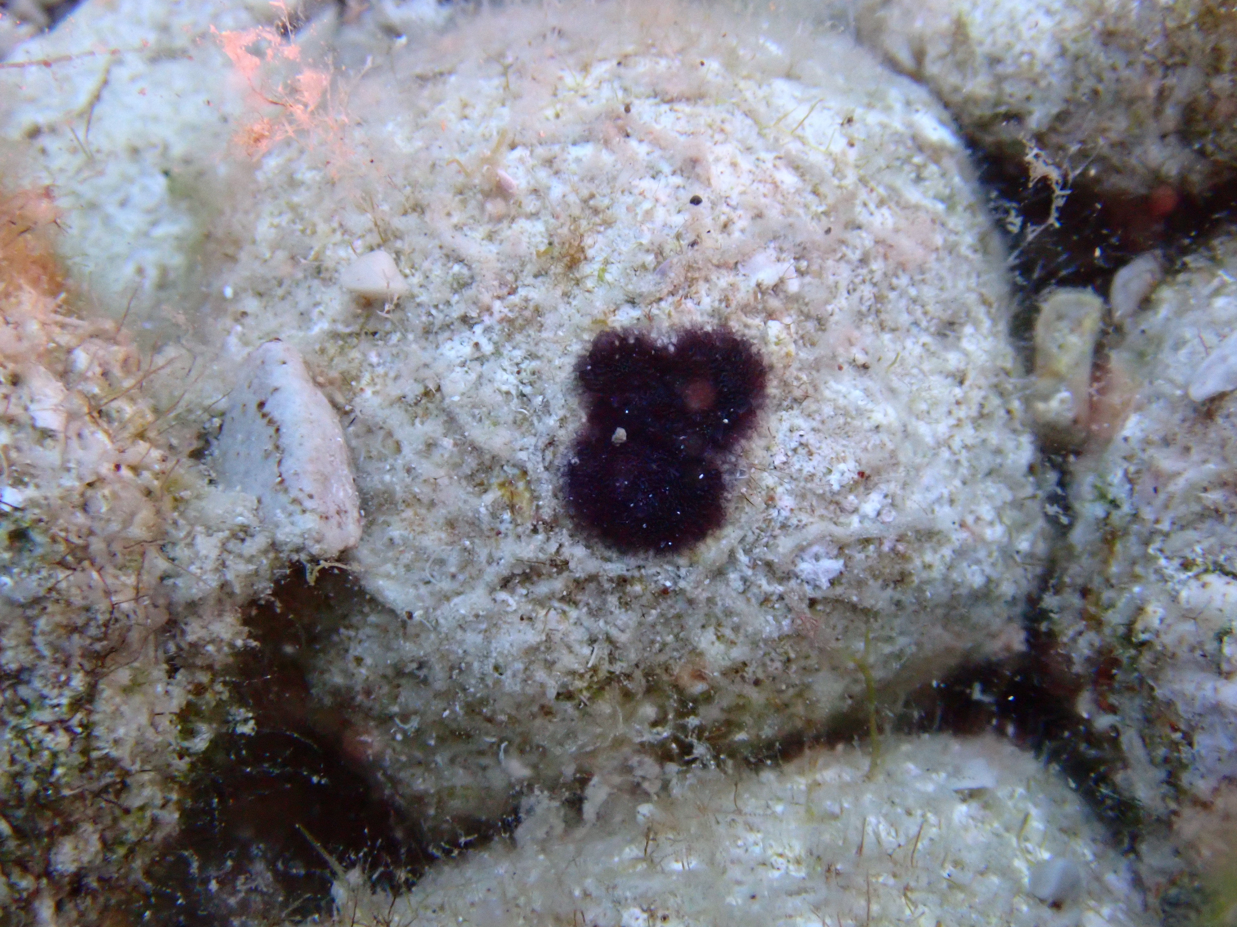 https://res.cloudinary.com/dt3d6t2ay/image/upload/v1693085835/obsidian/2023-05-13%20Epidaure%20APSAP/Bryozoa/P5170227_u67qnc.jpg