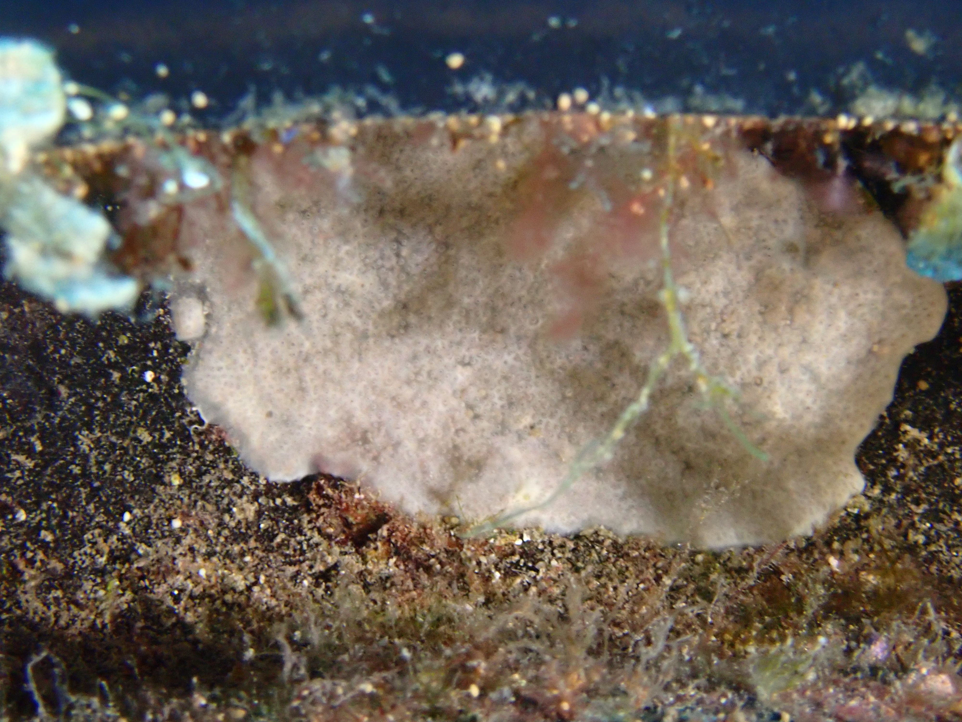 https://res.cloudinary.com/dt3d6t2ay/image/upload/v1693085835/obsidian/2023-05-13%20Epidaure%20APSAP/Bryozoa/P5170232_igef0g.jpg