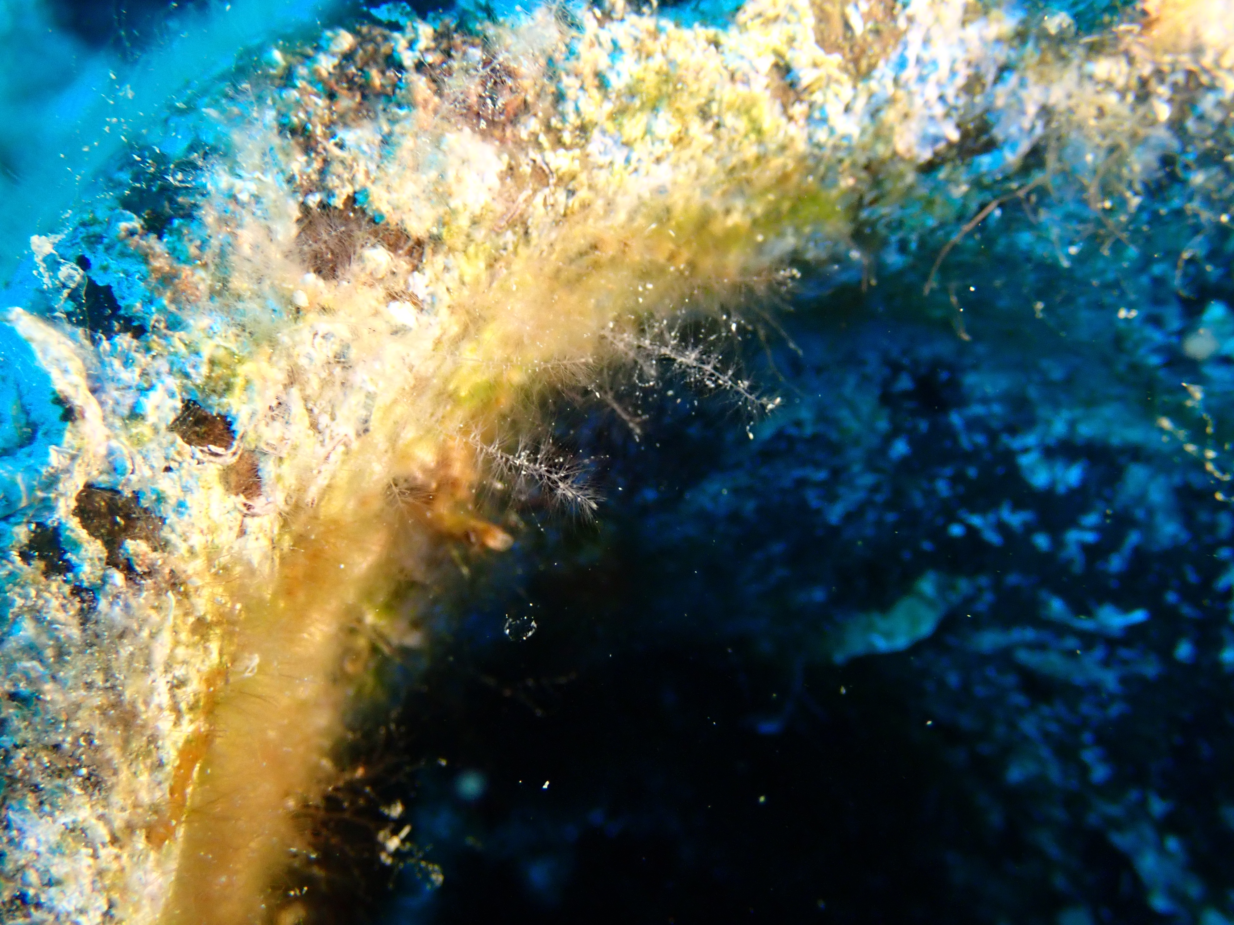 https://res.cloudinary.com/dt3d6t2ay/image/upload/v1693085878/obsidian/2023-05-13%20Epidaure%20APSAP/Cnidaria/Hydrozoa/P5180427_oqtwsu.jpg