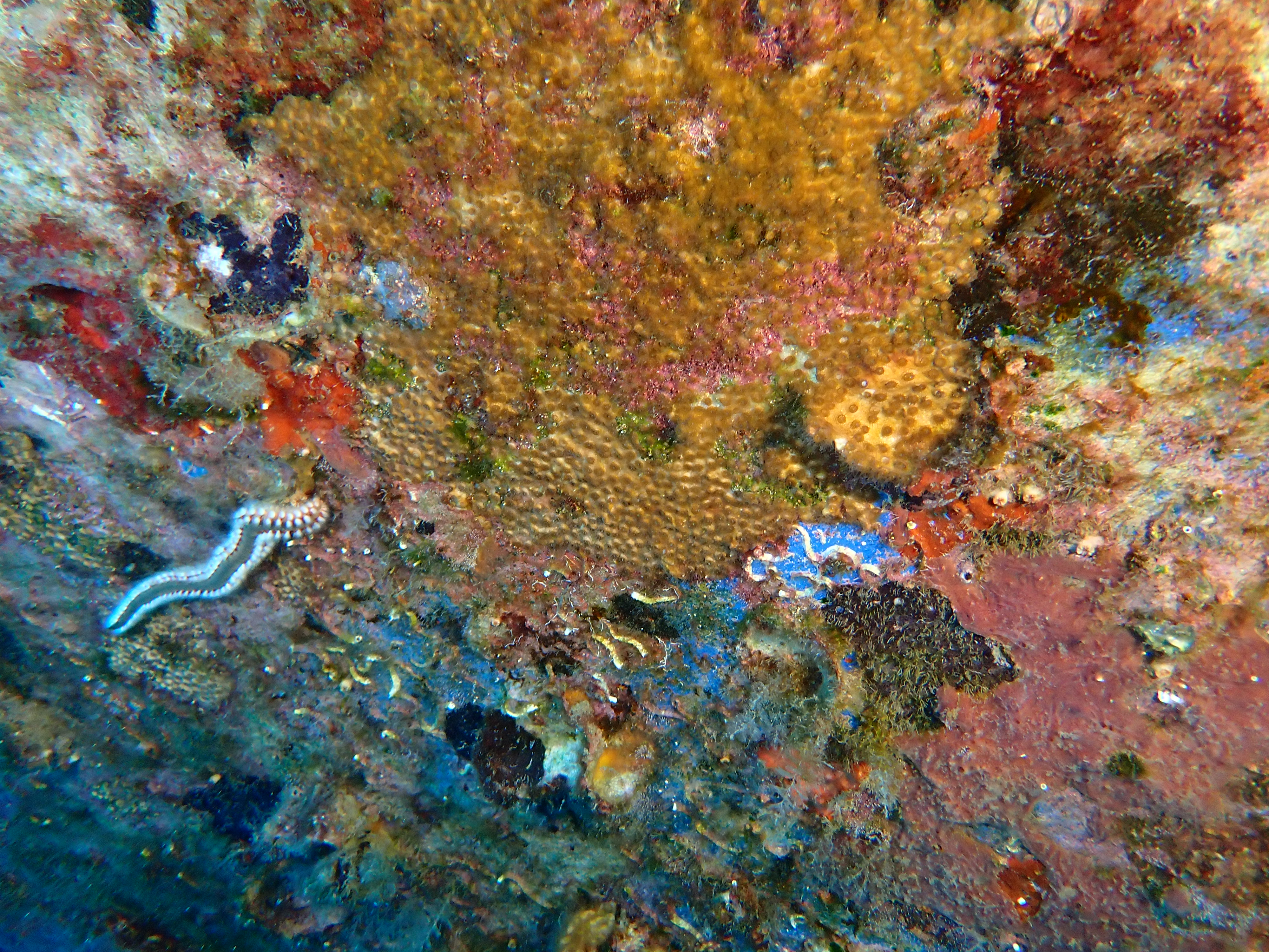 https://res.cloudinary.com/dt3d6t2ay/image/upload/v1693085891/obsidian/2023-05-13%20Epidaure%20APSAP/Cnidaria/Anthozoa/P5180369_qwx8uh.jpg