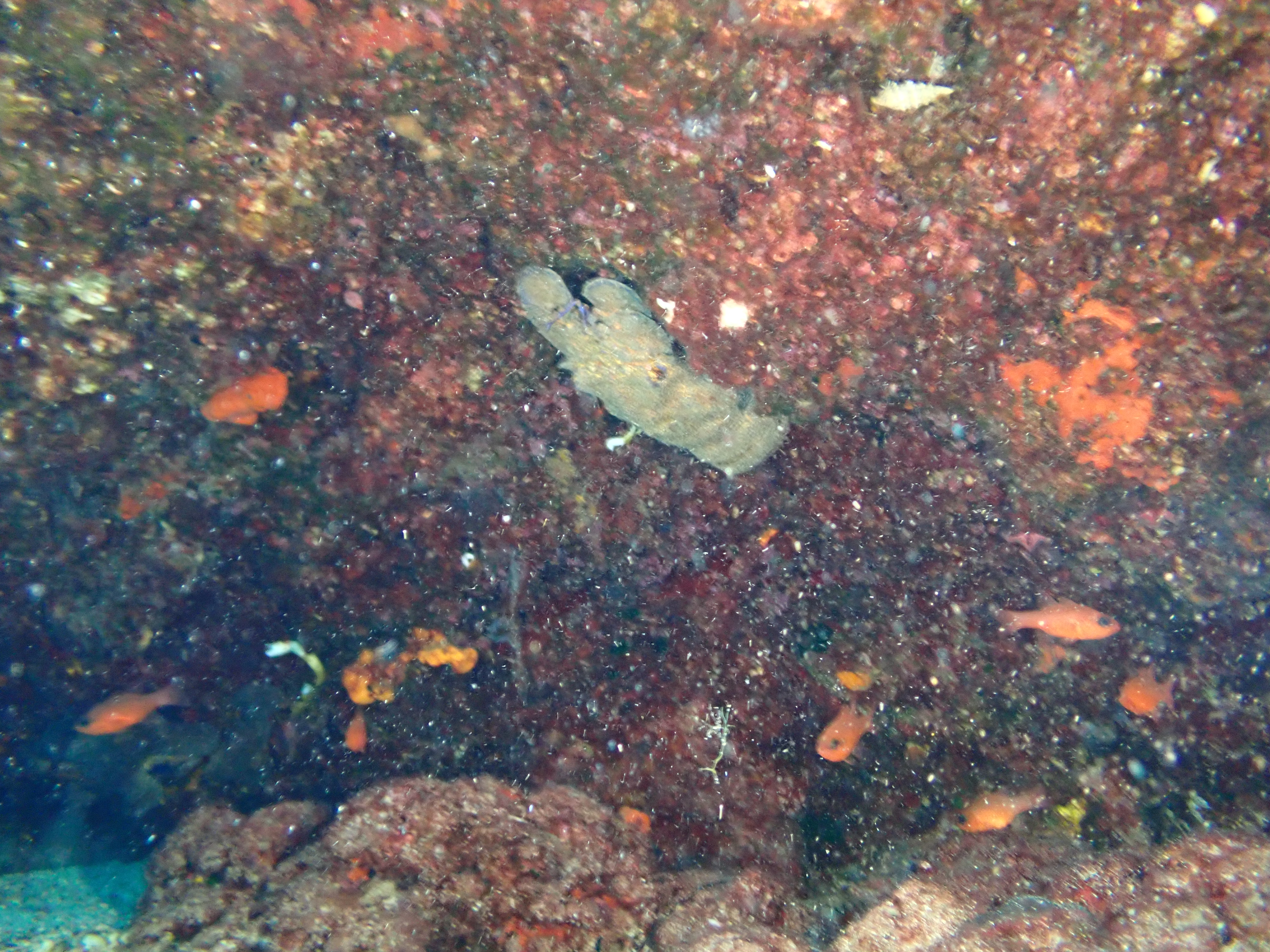 https://res.cloudinary.com/dt3d6t2ay/image/upload/v1693085916/obsidian/2023-05-13%20Epidaure%20APSAP/Crustacean/Cigale_de_mer_y6ze2n.jpg