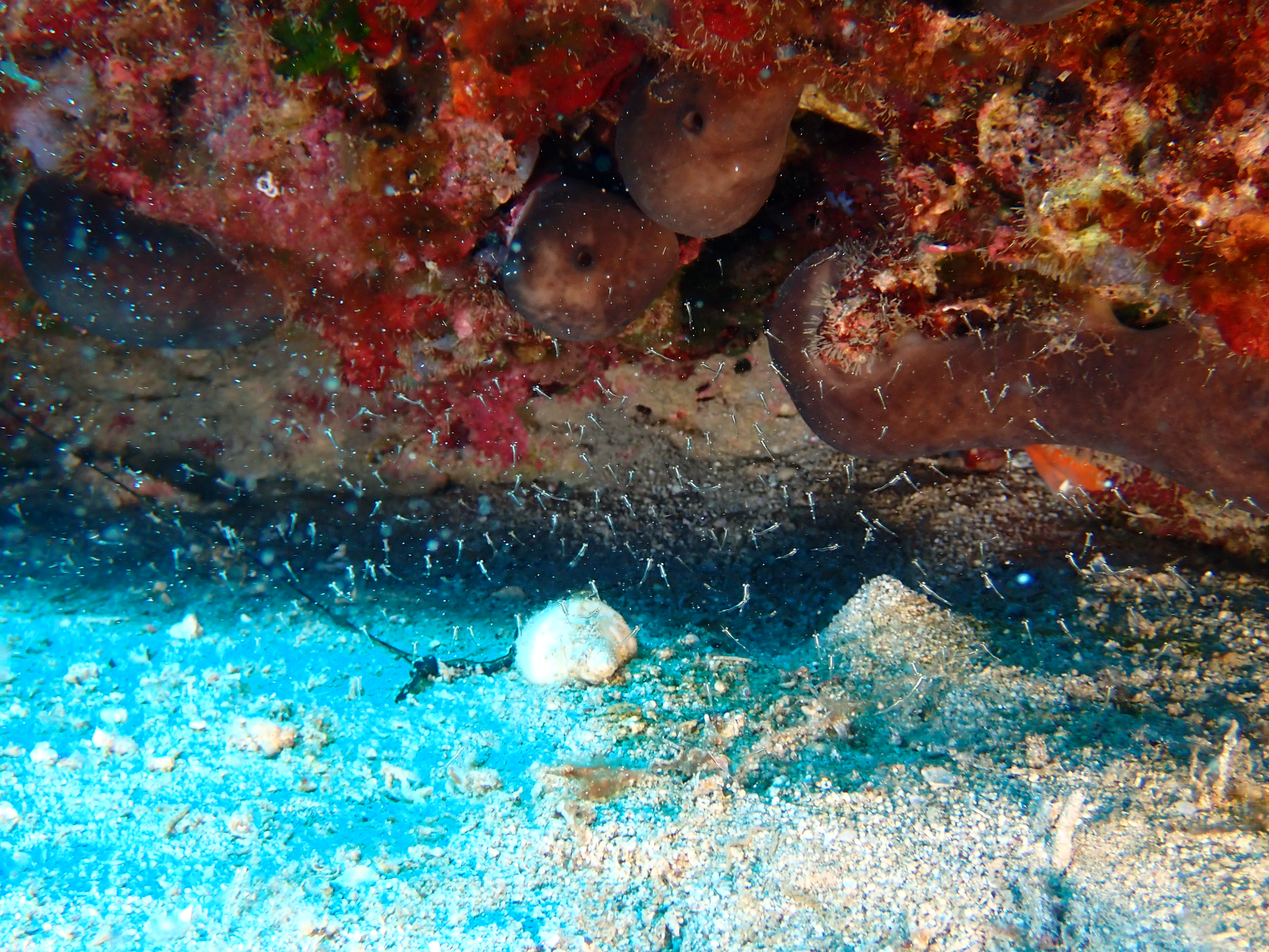 https://res.cloudinary.com/dt3d6t2ay/image/upload/v1693085916/obsidian/2023-05-13%20Epidaure%20APSAP/Crustacean/Crevettes_leptomesis_pb2ggh.jpg