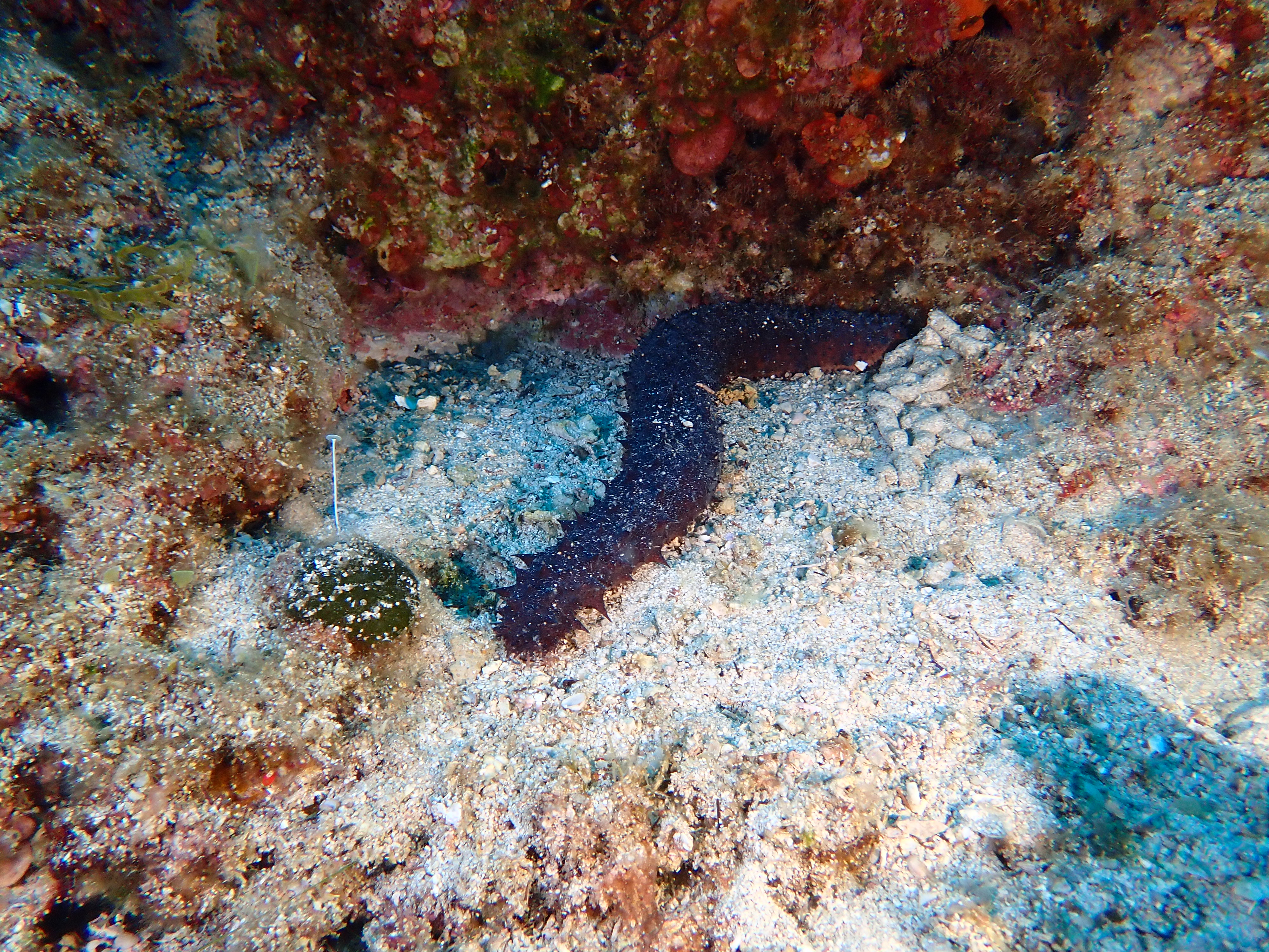 https://res.cloudinary.com/dt3d6t2ay/image/upload/v1693085981/obsidian/2023-05-13%20Epidaure%20APSAP/Echinodermata/Asterozoa/P5160177_sz6cgt.jpg