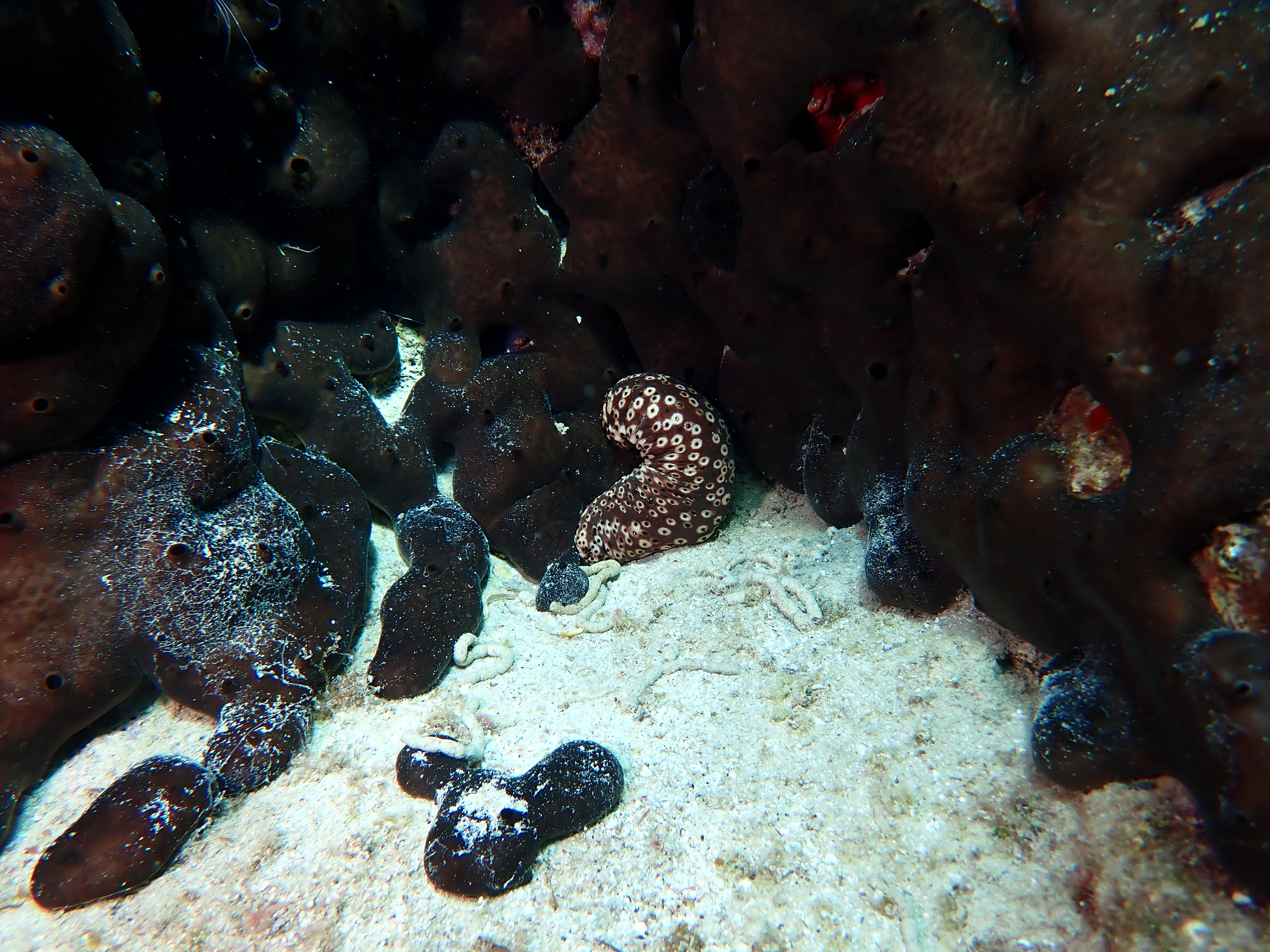 https://res.cloudinary.com/dt3d6t2ay/image/upload/v1693085981/obsidian/2023-05-13%20Epidaure%20APSAP/Echinodermata/Asterozoa/P5180399_fjxgej.jpg