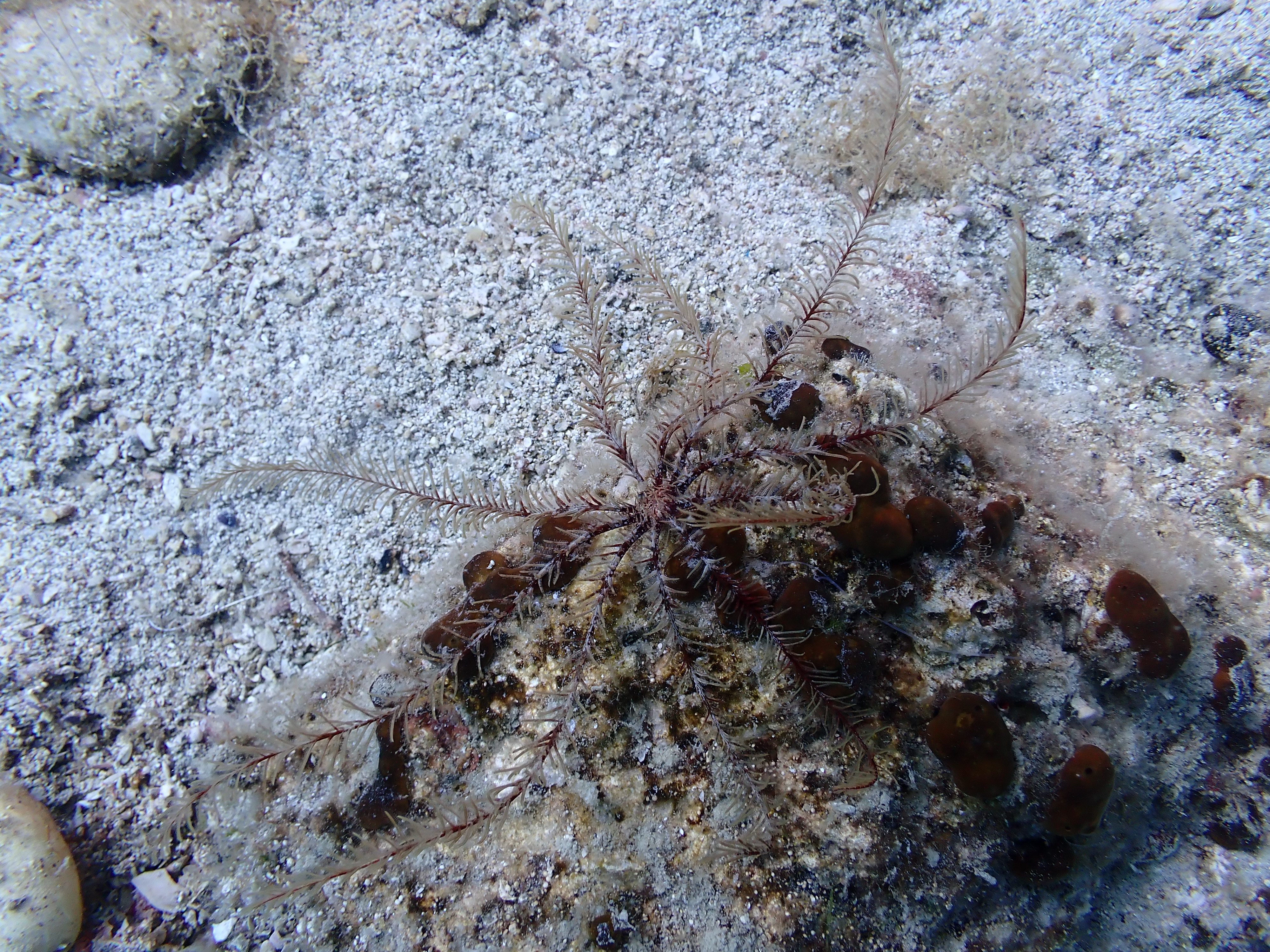 https://res.cloudinary.com/dt3d6t2ay/image/upload/v1693085981/obsidian/2023-05-13%20Epidaure%20APSAP/Echinodermata/Crinoidea/P5140005_dw3v2c.jpg