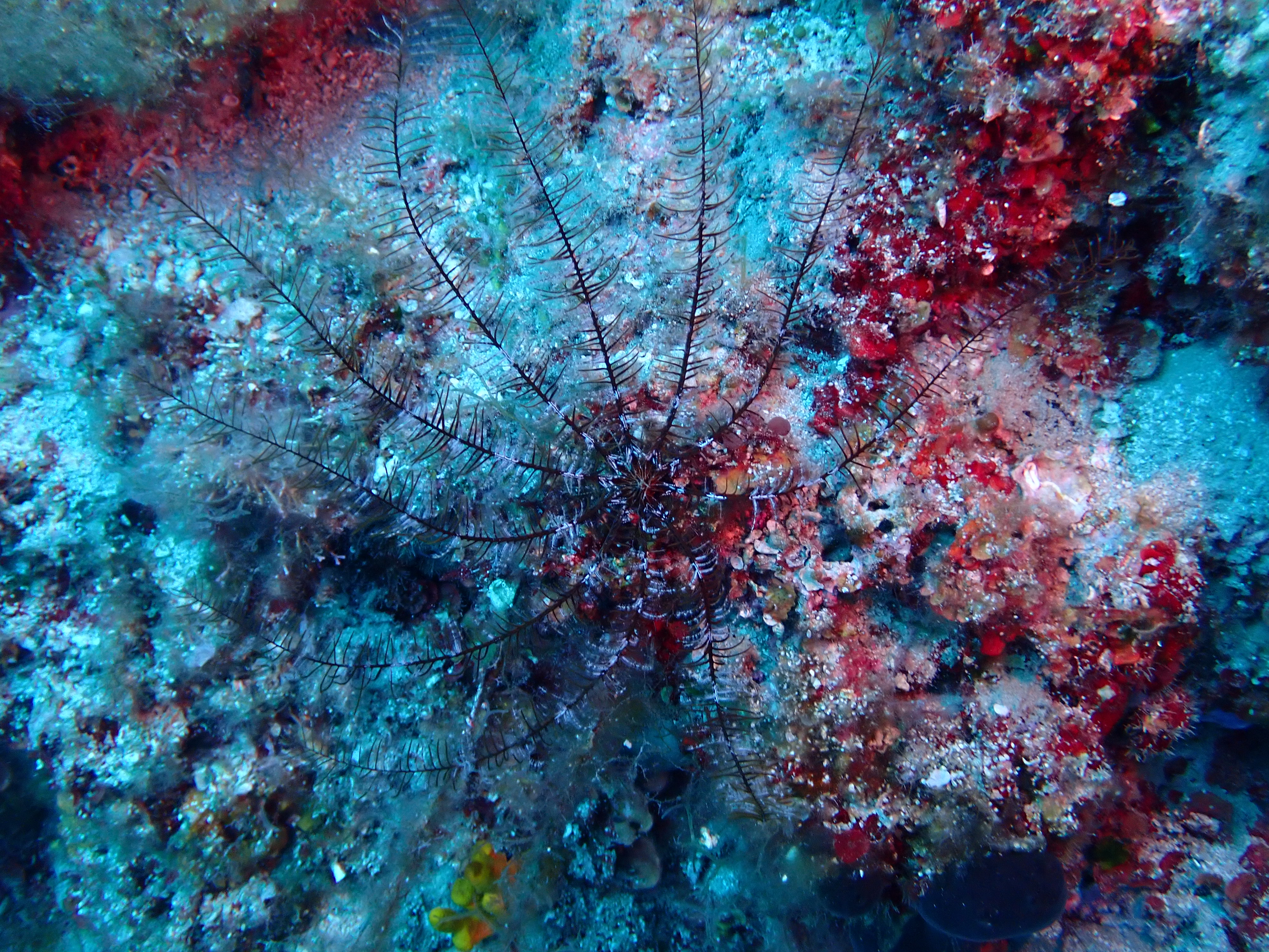 https://res.cloudinary.com/dt3d6t2ay/image/upload/v1693085981/obsidian/2023-05-13%20Epidaure%20APSAP/Echinodermata/Crinoidea/P5190476_fqhepm.jpg