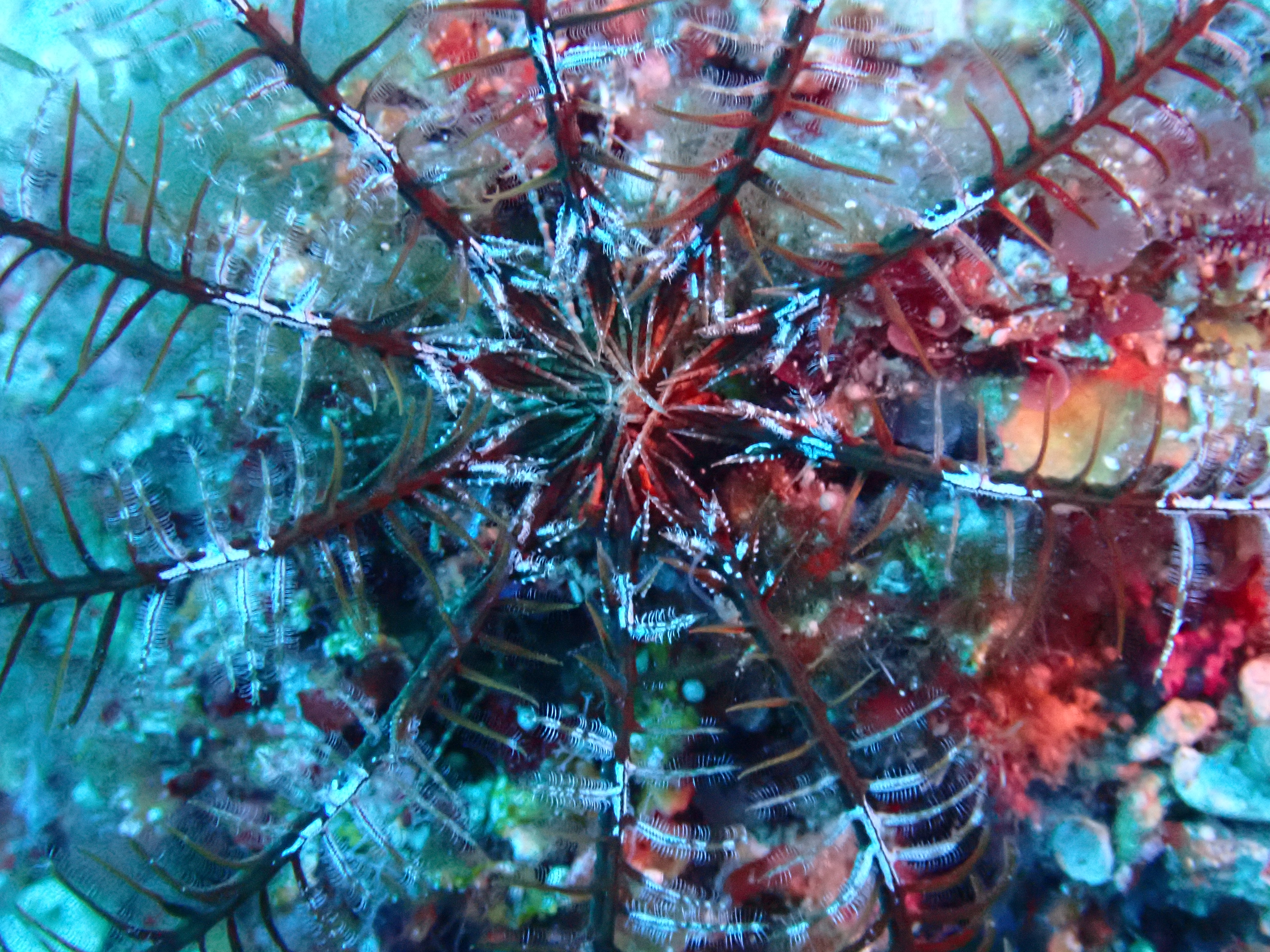 https://res.cloudinary.com/dt3d6t2ay/image/upload/v1693085982/obsidian/2023-05-13%20Epidaure%20APSAP/Echinodermata/Crinoidea/P5190478_rvdr16.jpg
