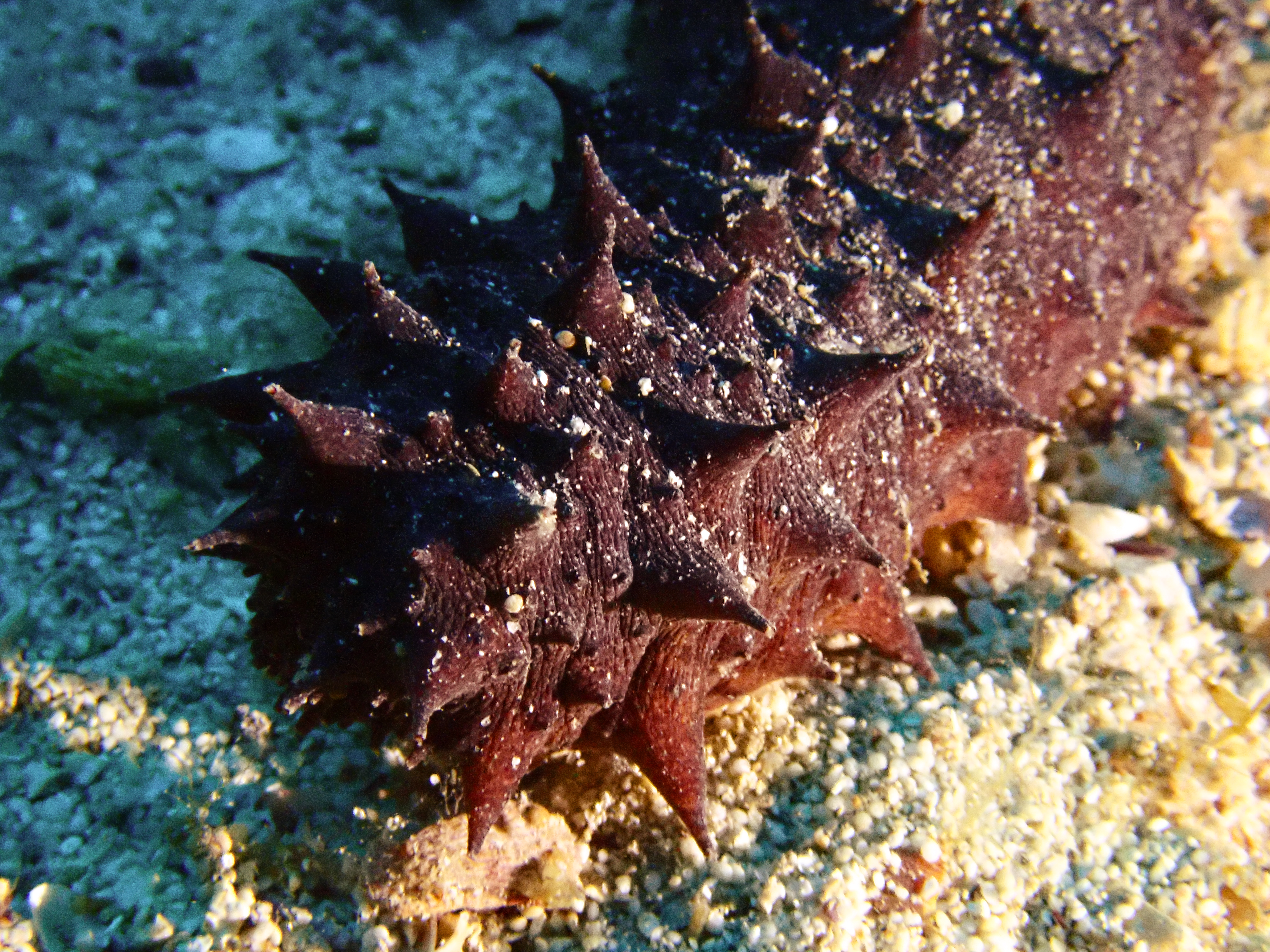 https://res.cloudinary.com/dt3d6t2ay/image/upload/v1693085984/obsidian/2023-05-13%20Epidaure%20APSAP/Echinodermata/Asterozoa/P5160180_ncynvn.jpg