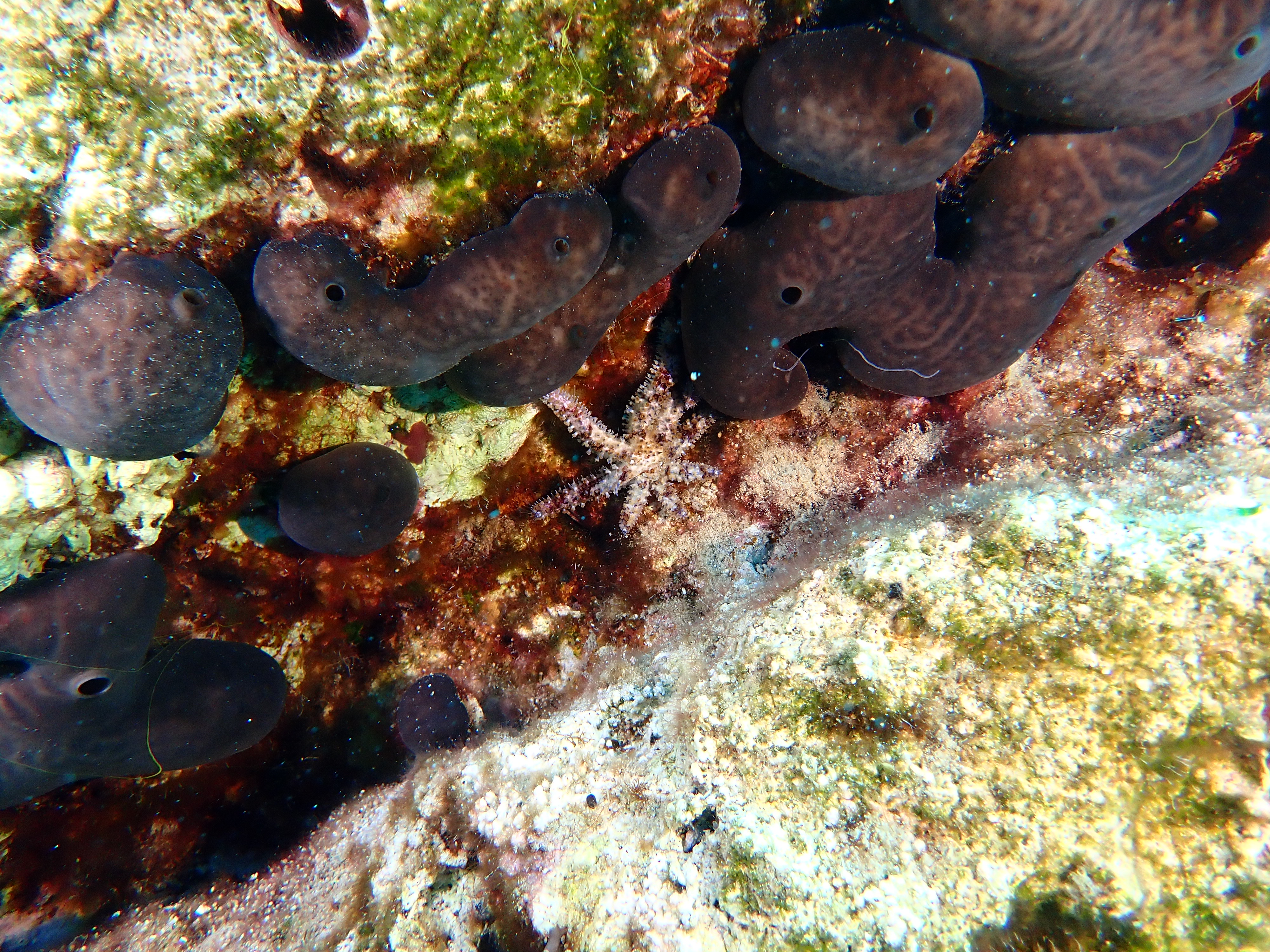 https://res.cloudinary.com/dt3d6t2ay/image/upload/v1693085998/obsidian/2023-05-13%20Epidaure%20APSAP/Echinodermata/P5180379_v1r7ta.jpg