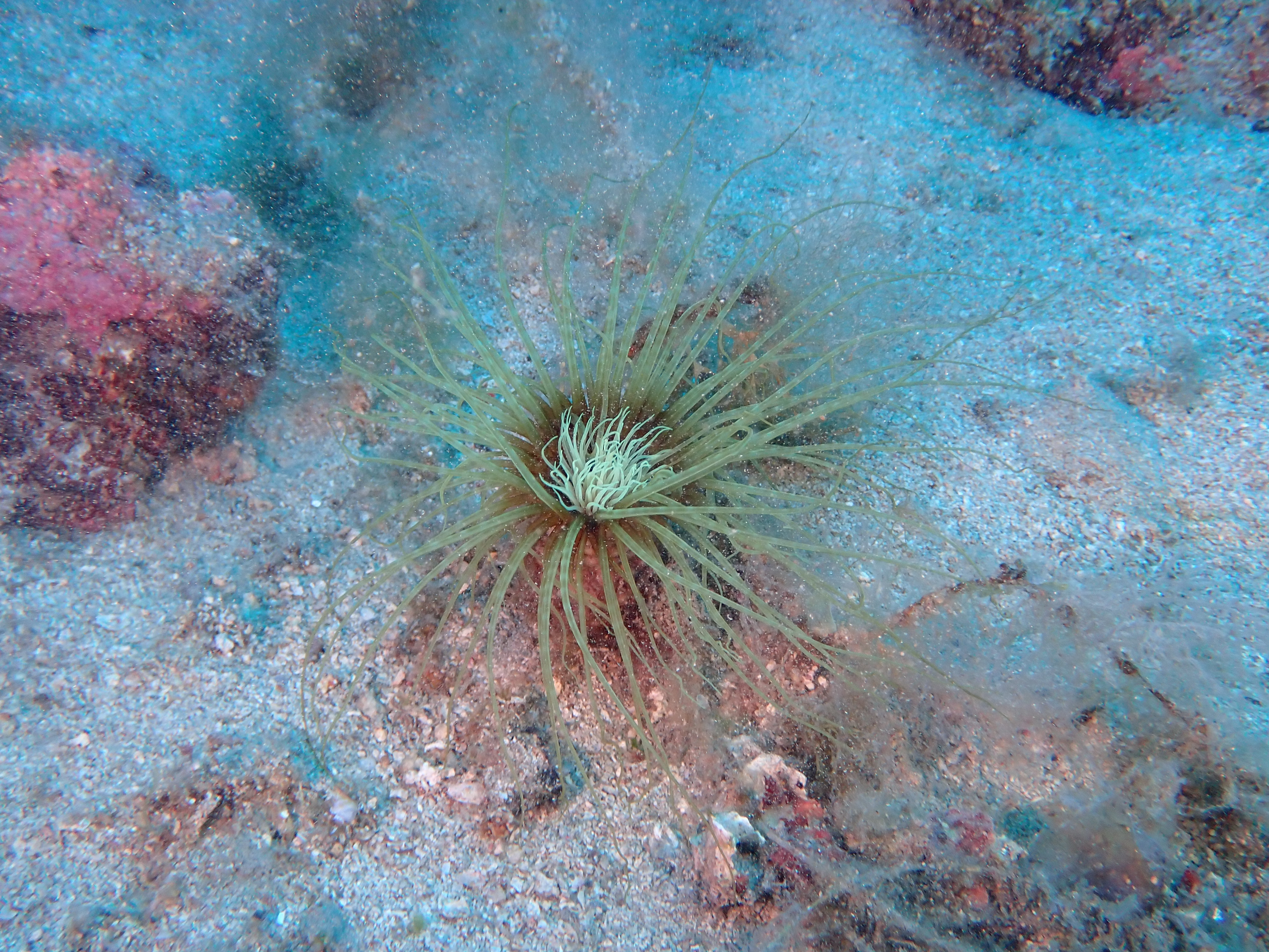 https://res.cloudinary.com/dt3d6t2ay/image/upload/v1693086034/obsidian/2023-05-13%20Epidaure%20APSAP/Echinodermata/Ceriantharia/P5190470_xd4bl6.jpg
