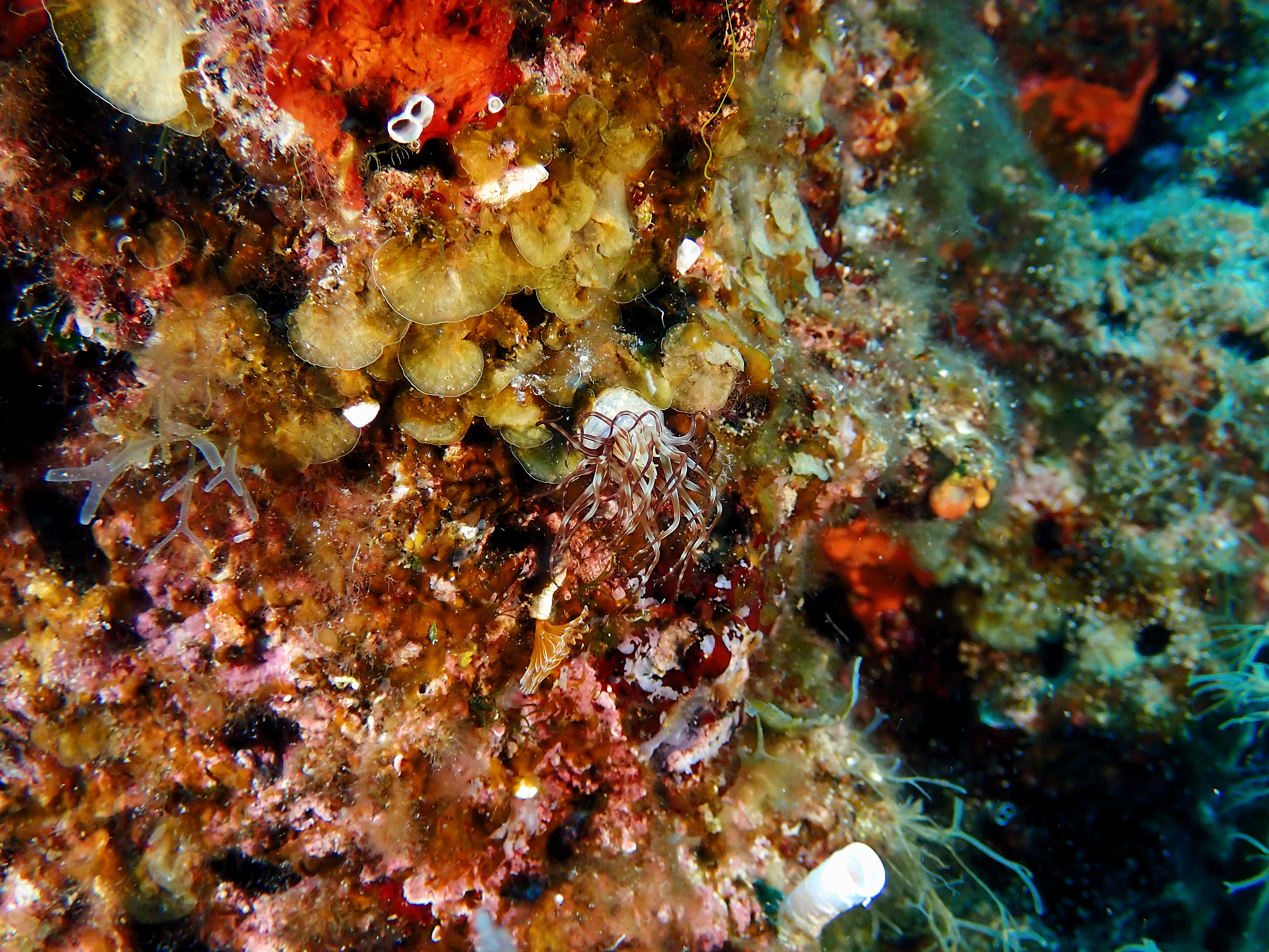 https://res.cloudinary.com/dt3d6t2ay/image/upload/v1693086037/obsidian/2023-05-13%20Epidaure%20APSAP/Echinodermata/Ceriantharia/P5150131_dld9y9.jpg