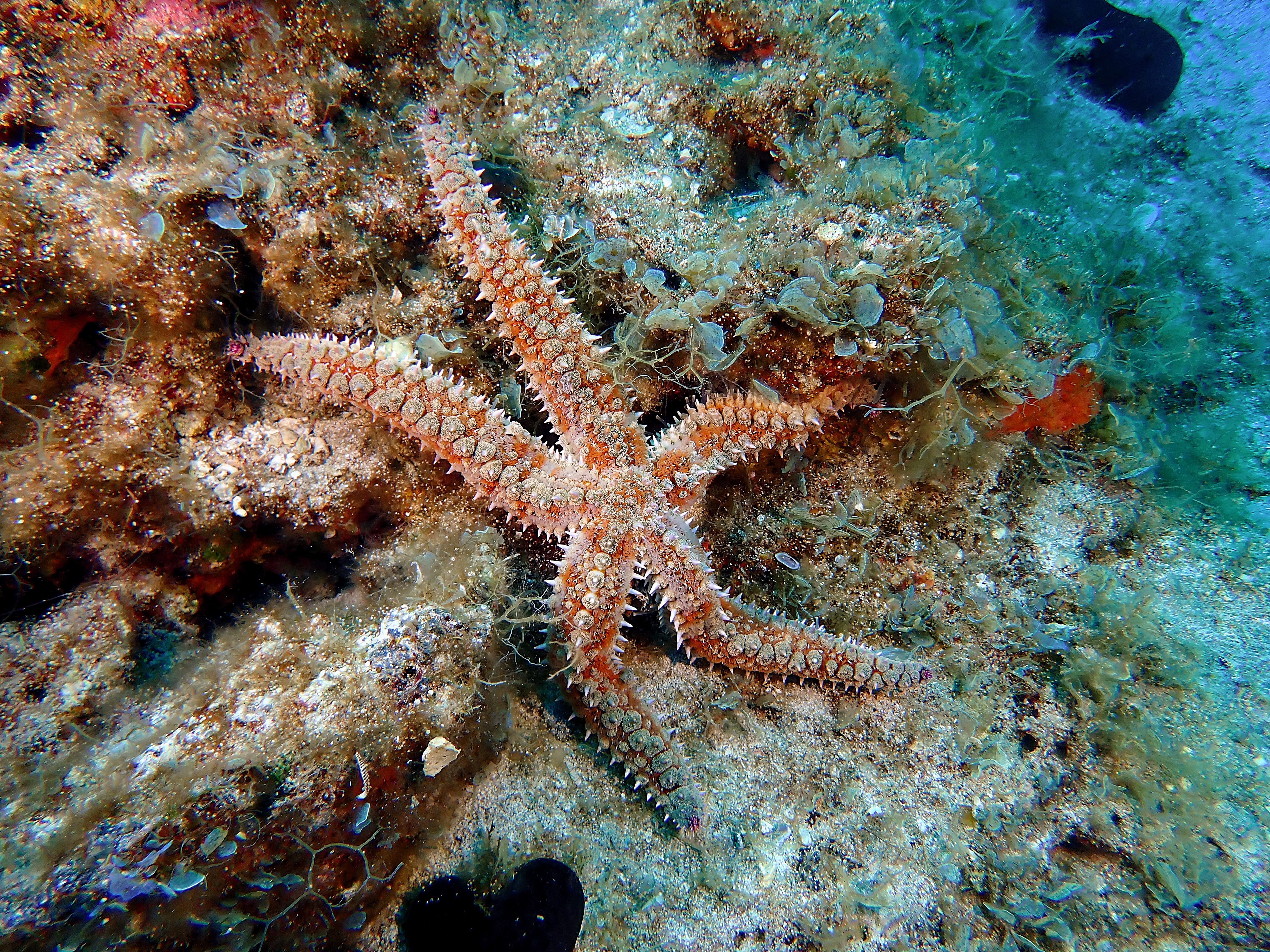 https://res.cloudinary.com/dt3d6t2ay/image/upload/v1693086112/obsidian/2023-05-13%20Epidaure%20APSAP/Echinodermata/P5150115_copy_yjhtps.jpg