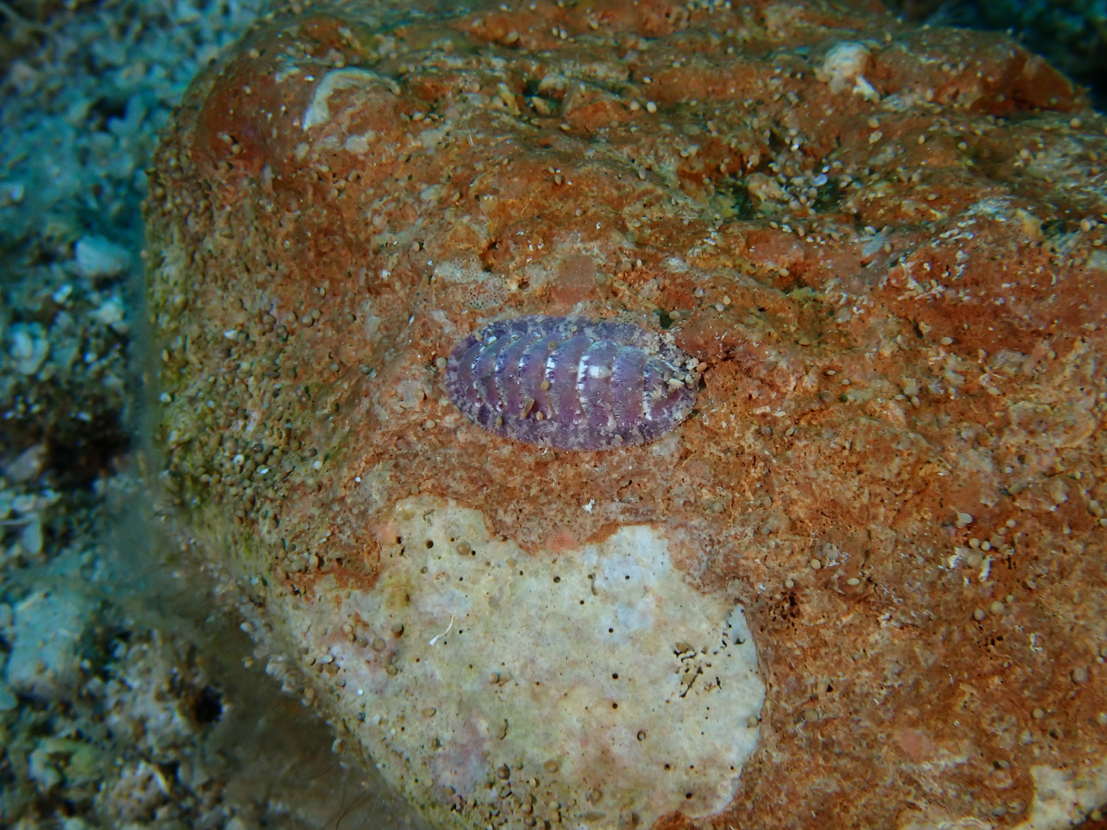 https://res.cloudinary.com/dt3d6t2ay/image/upload/v1693086141/obsidian/2023-05-13%20Epidaure%20APSAP/Mollusca/Polyplacophora/P5170274_q1mndb.jpg