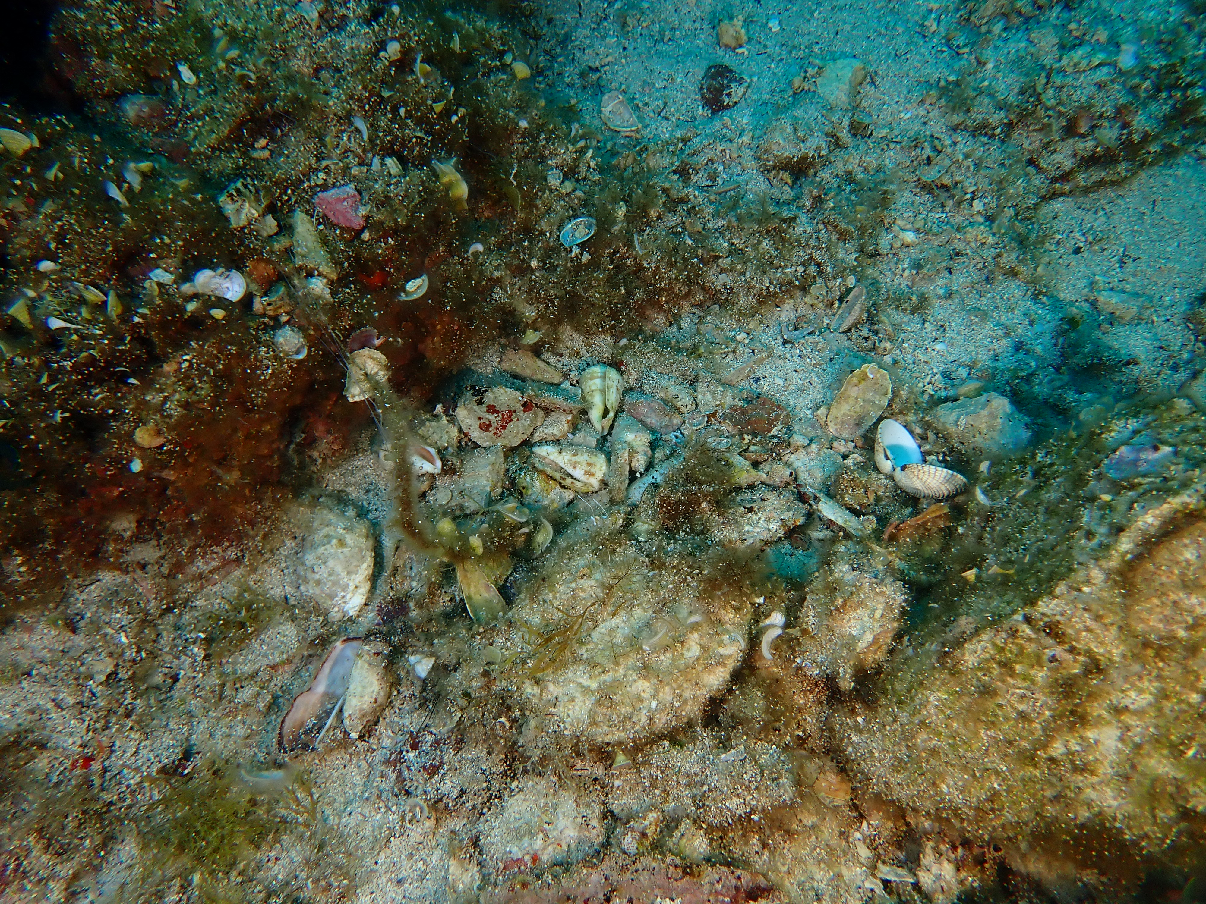 https://res.cloudinary.com/dt3d6t2ay/image/upload/v1693086142/obsidian/2023-05-13%20Epidaure%20APSAP/Mollusca/Cephalopoda/P5160189_xuqwl0.jpg