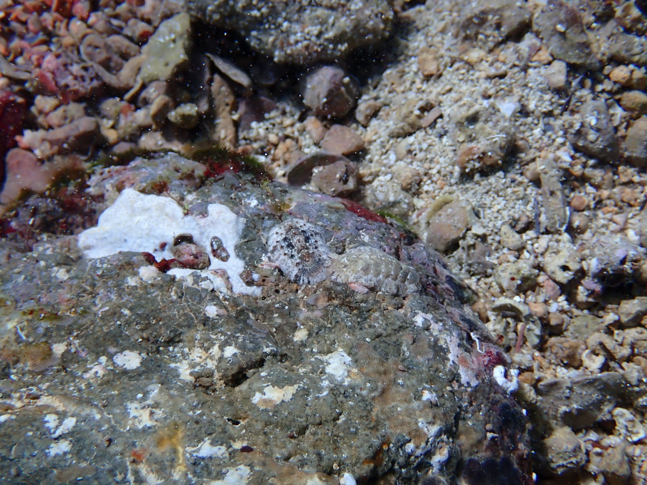 https://res.cloudinary.com/dt3d6t2ay/image/upload/v1693086142/obsidian/2023-05-13%20Epidaure%20APSAP/Mollusca/Polyplacophora/P5180455_q8nfrd.jpg