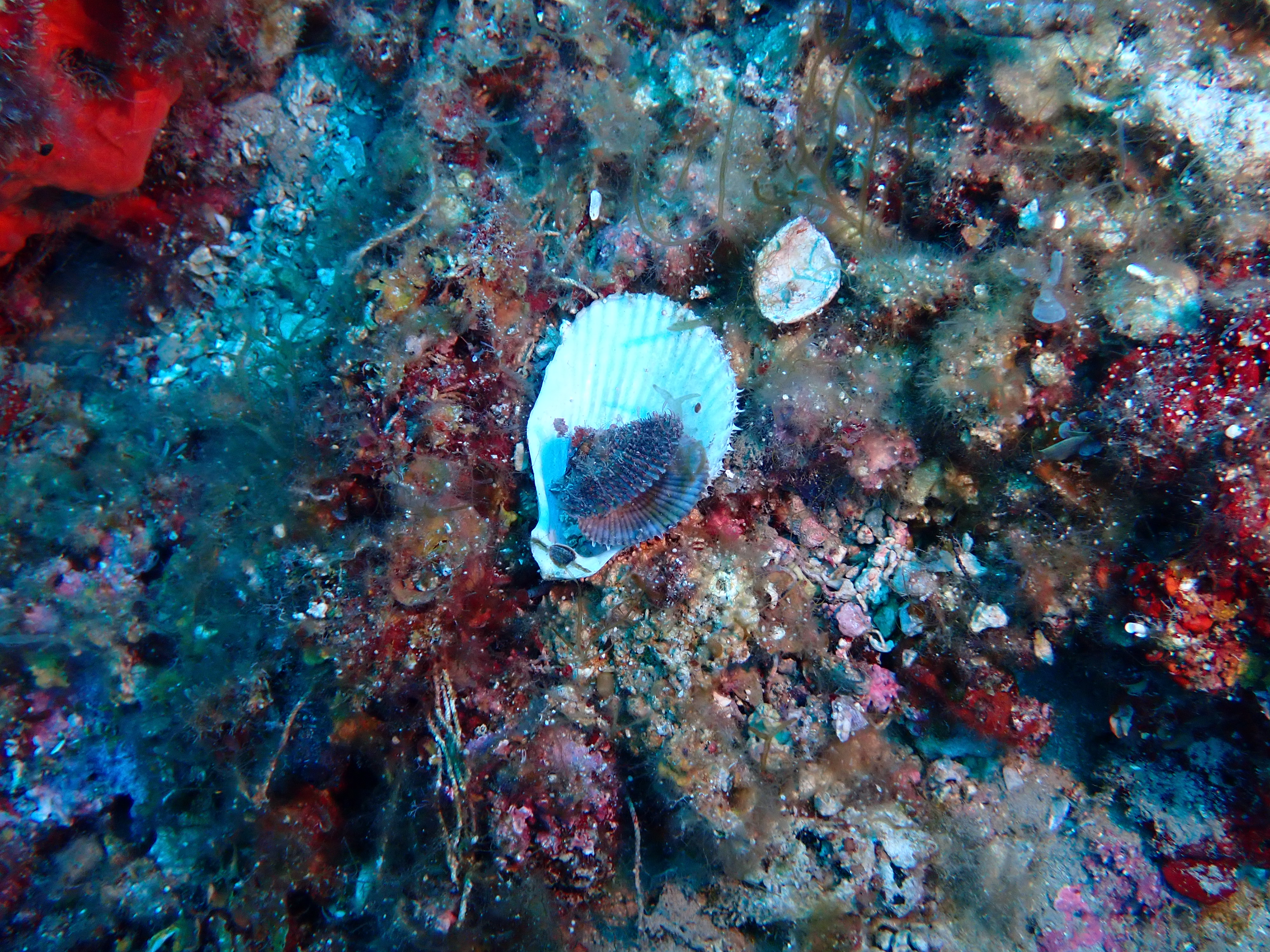 https://res.cloudinary.com/dt3d6t2ay/image/upload/v1693086143/obsidian/2023-05-13%20Epidaure%20APSAP/Mollusca/Bivalvia/P5190474_xqhnkl.jpg
