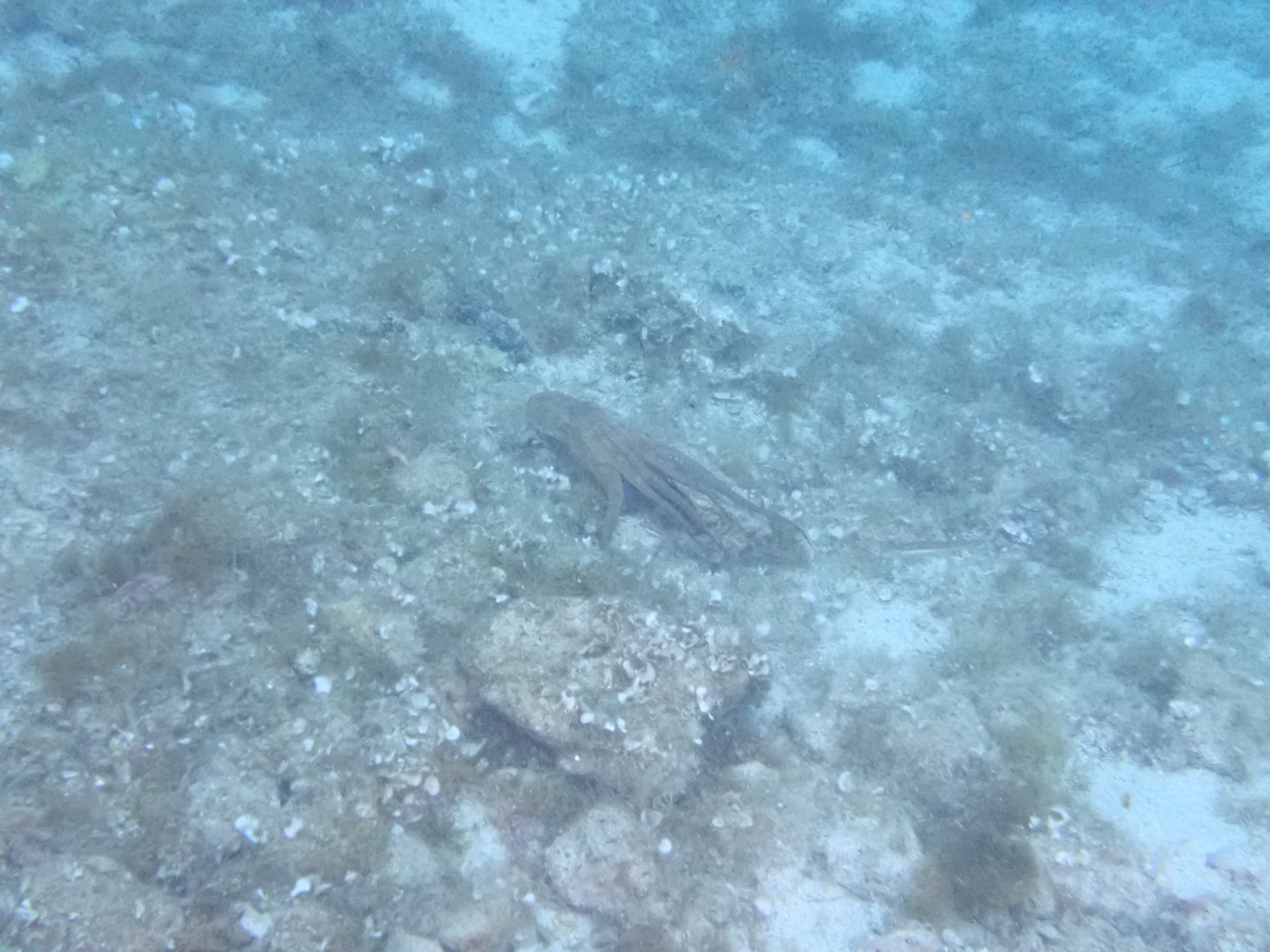 https://res.cloudinary.com/dt3d6t2ay/image/upload/v1693086143/obsidian/2023-05-13%20Epidaure%20APSAP/Mollusca/Cephalopoda/P5170334_yf7k4m.jpg