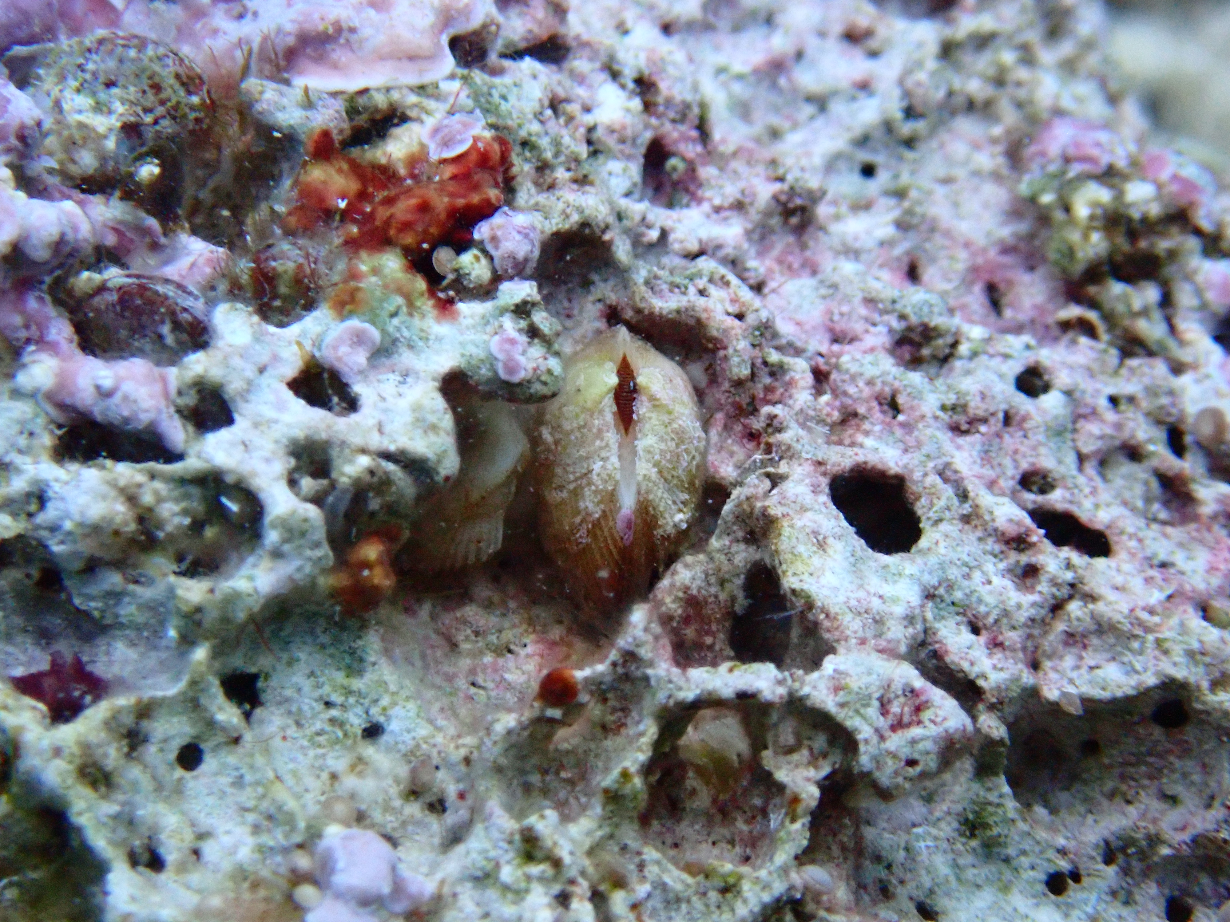 https://res.cloudinary.com/dt3d6t2ay/image/upload/v1693086145/obsidian/2023-05-13%20Epidaure%20APSAP/Mollusca/Bivalvia/P5170230_txsgwd.jpg