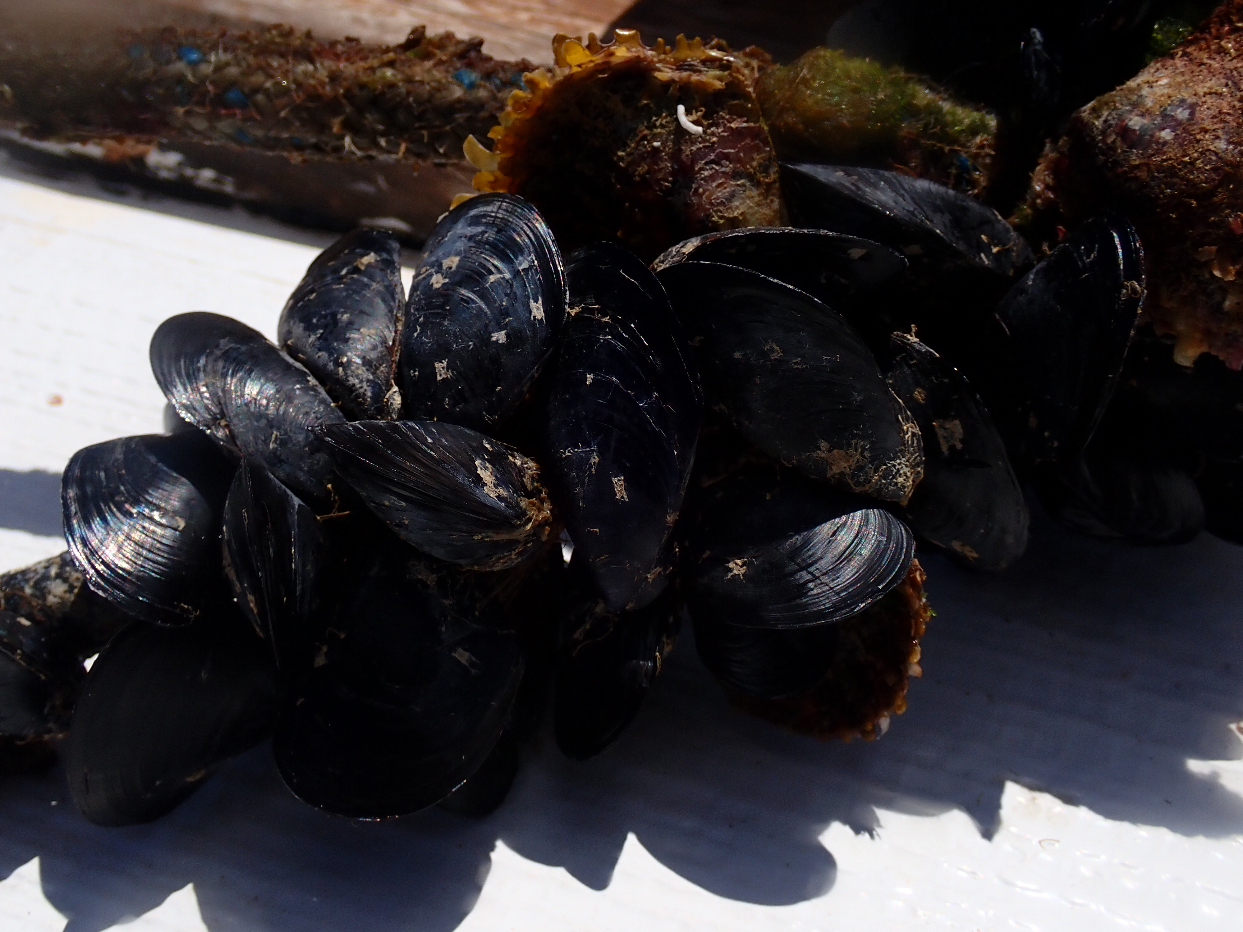 https://res.cloudinary.com/dt3d6t2ay/image/upload/v1693086145/obsidian/2023-05-13%20Epidaure%20APSAP/Mollusca/Bivalvia/P5190502_jqqnln.jpg