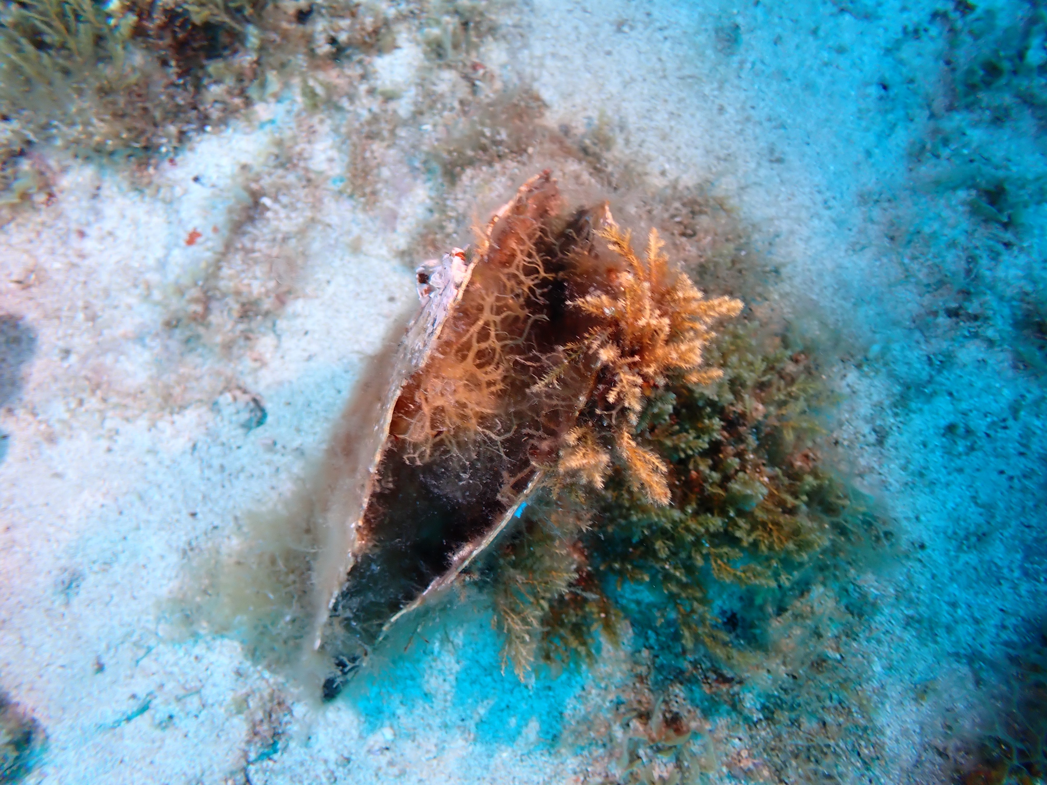 https://res.cloudinary.com/dt3d6t2ay/image/upload/v1693086146/obsidian/2023-05-13%20Epidaure%20APSAP/Mollusca/Bivalvia/P5150104_q3ypv8.jpg