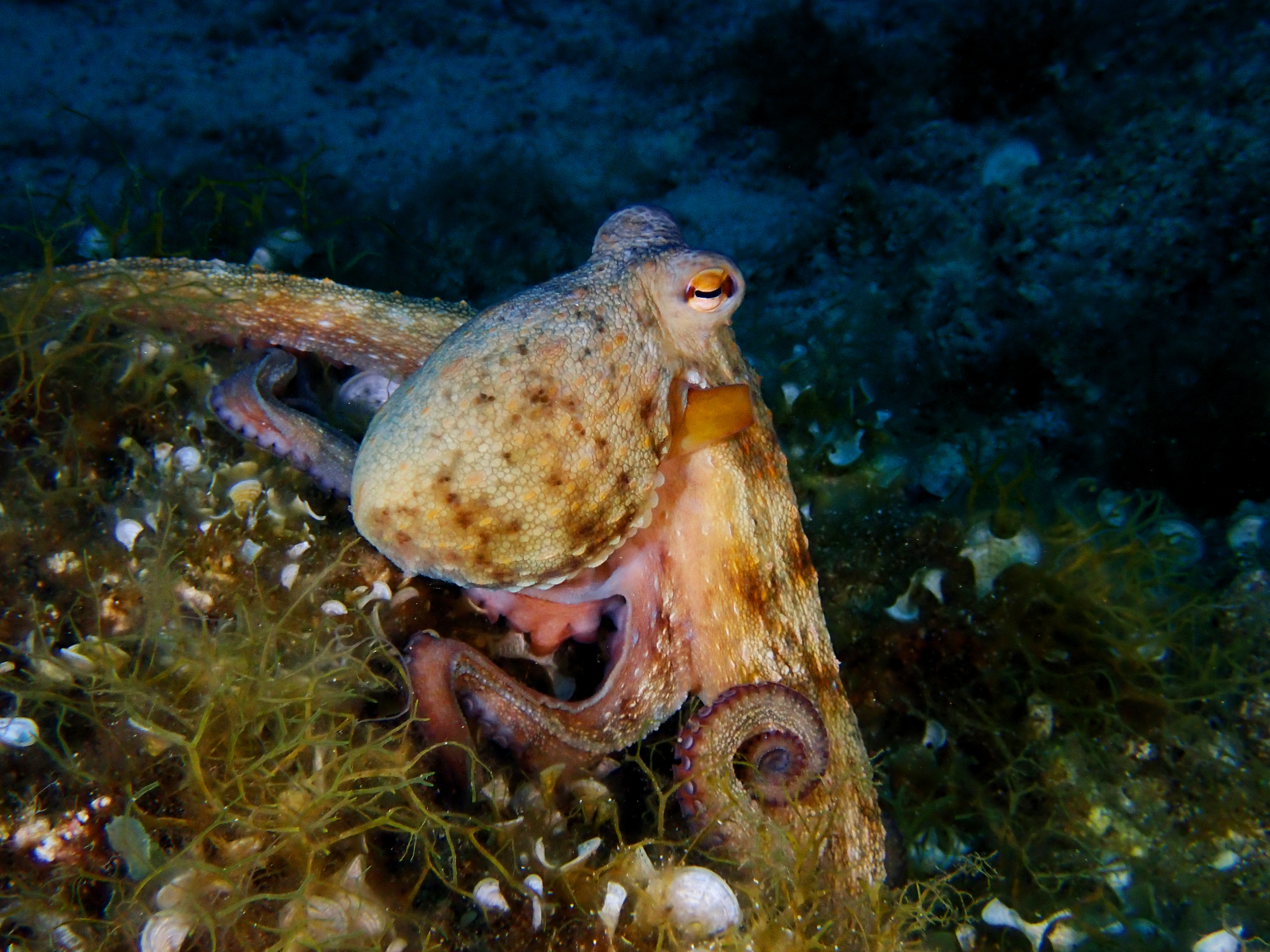 https://res.cloudinary.com/dt3d6t2ay/image/upload/v1693086147/obsidian/2023-05-13%20Epidaure%20APSAP/Mollusca/Cephalopoda/P5170340_dvbfjr.jpg