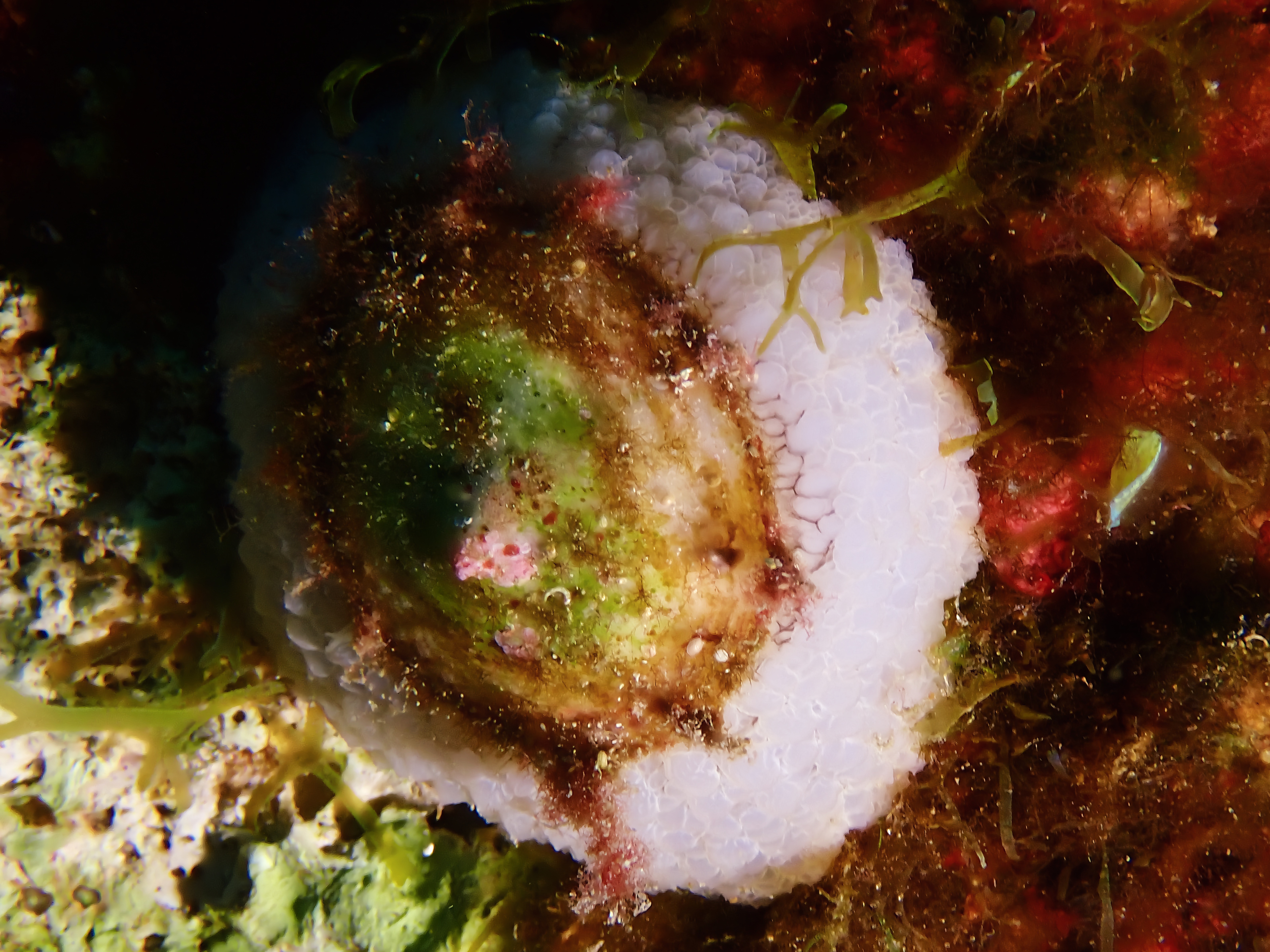 https://res.cloudinary.com/dt3d6t2ay/image/upload/v1693086204/obsidian/2023-05-13%20Epidaure%20APSAP/Mollusca/Gastropoda/Incertae%20sedis/P5160210_rsrmbn.jpg