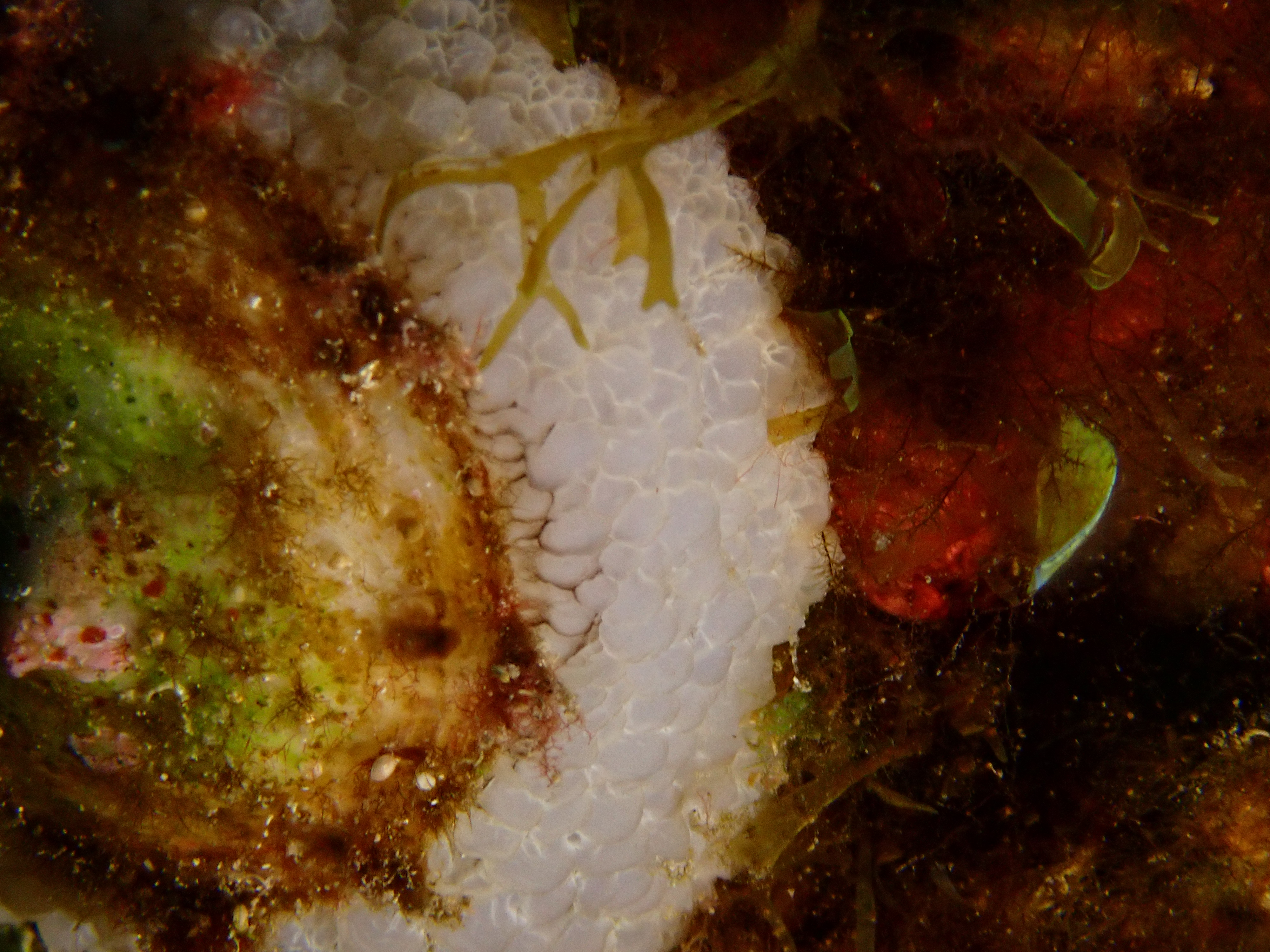 https://res.cloudinary.com/dt3d6t2ay/image/upload/v1693086206/obsidian/2023-05-13%20Epidaure%20APSAP/Mollusca/Gastropoda/Incertae%20sedis/P5160211_iw5ksq.jpg