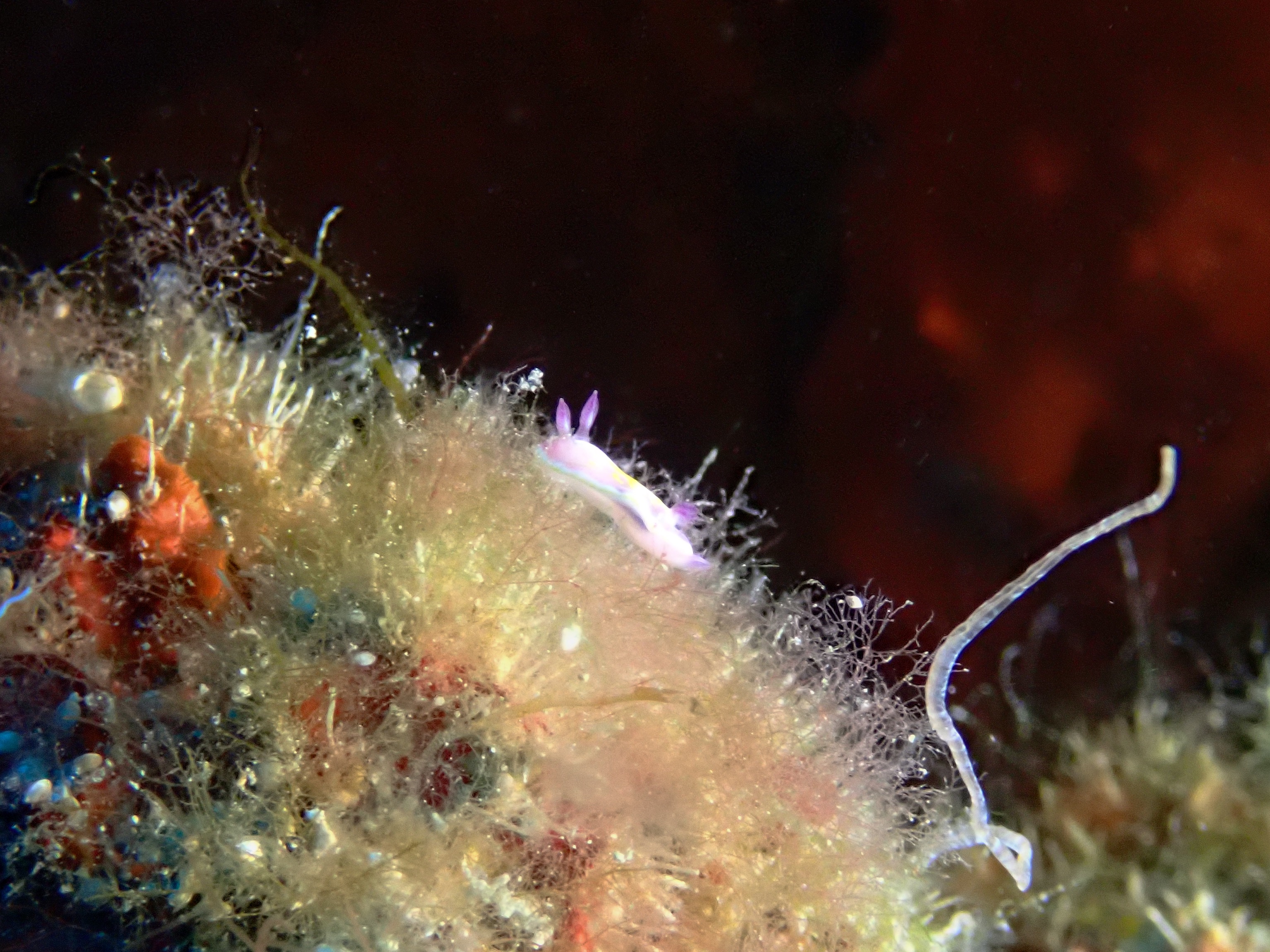 https://res.cloudinary.com/dt3d6t2ay/image/upload/v1693086225/obsidian/2023-05-13%20Epidaure%20APSAP/Mollusca/Gastropoda/Nudibranch/P5160174_mhwmbs.jpg