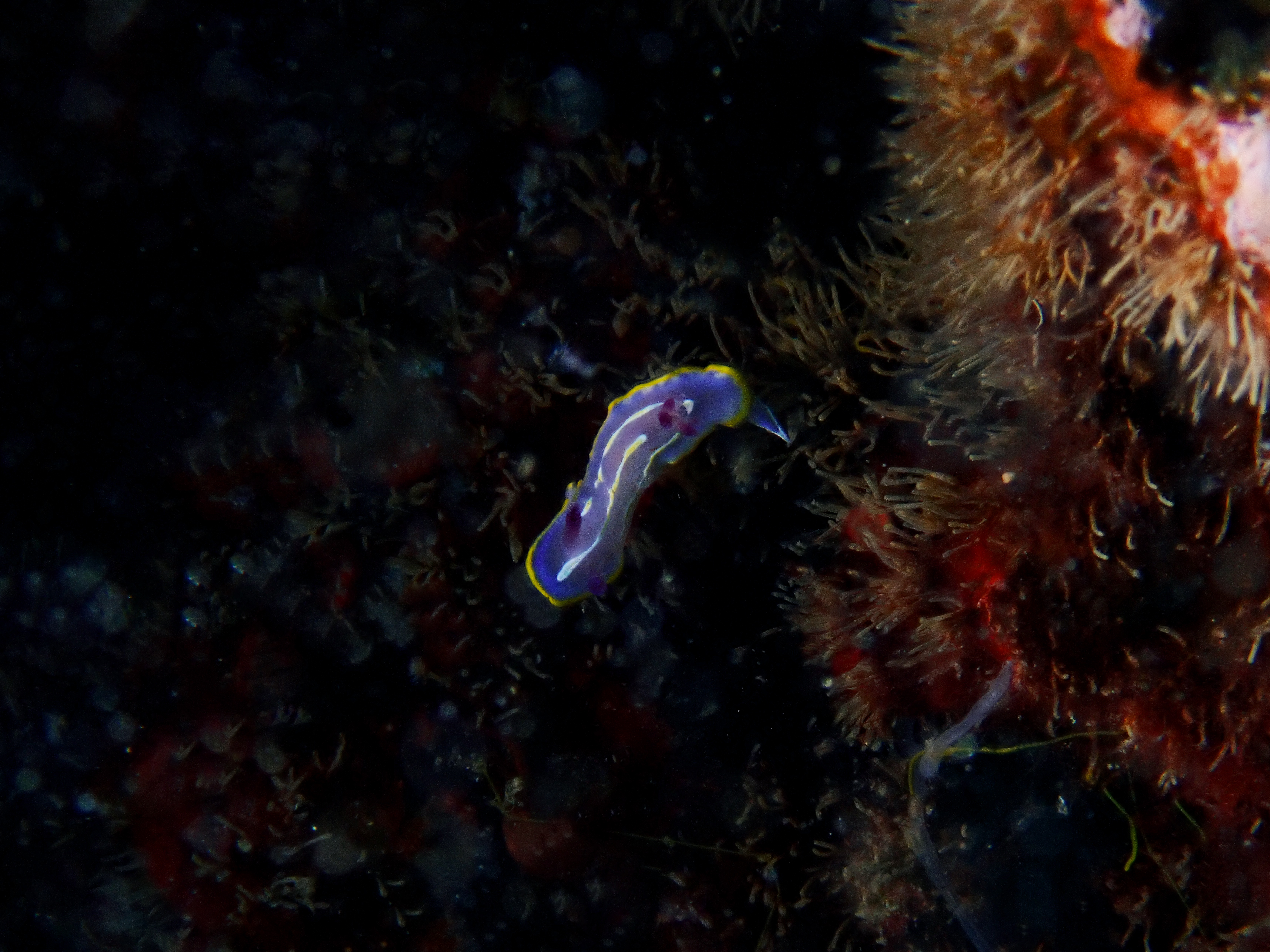 https://res.cloudinary.com/dt3d6t2ay/image/upload/v1693086227/obsidian/2023-05-13%20Epidaure%20APSAP/Mollusca/Gastropoda/Nudibranch/P5190494_k16xts.jpg