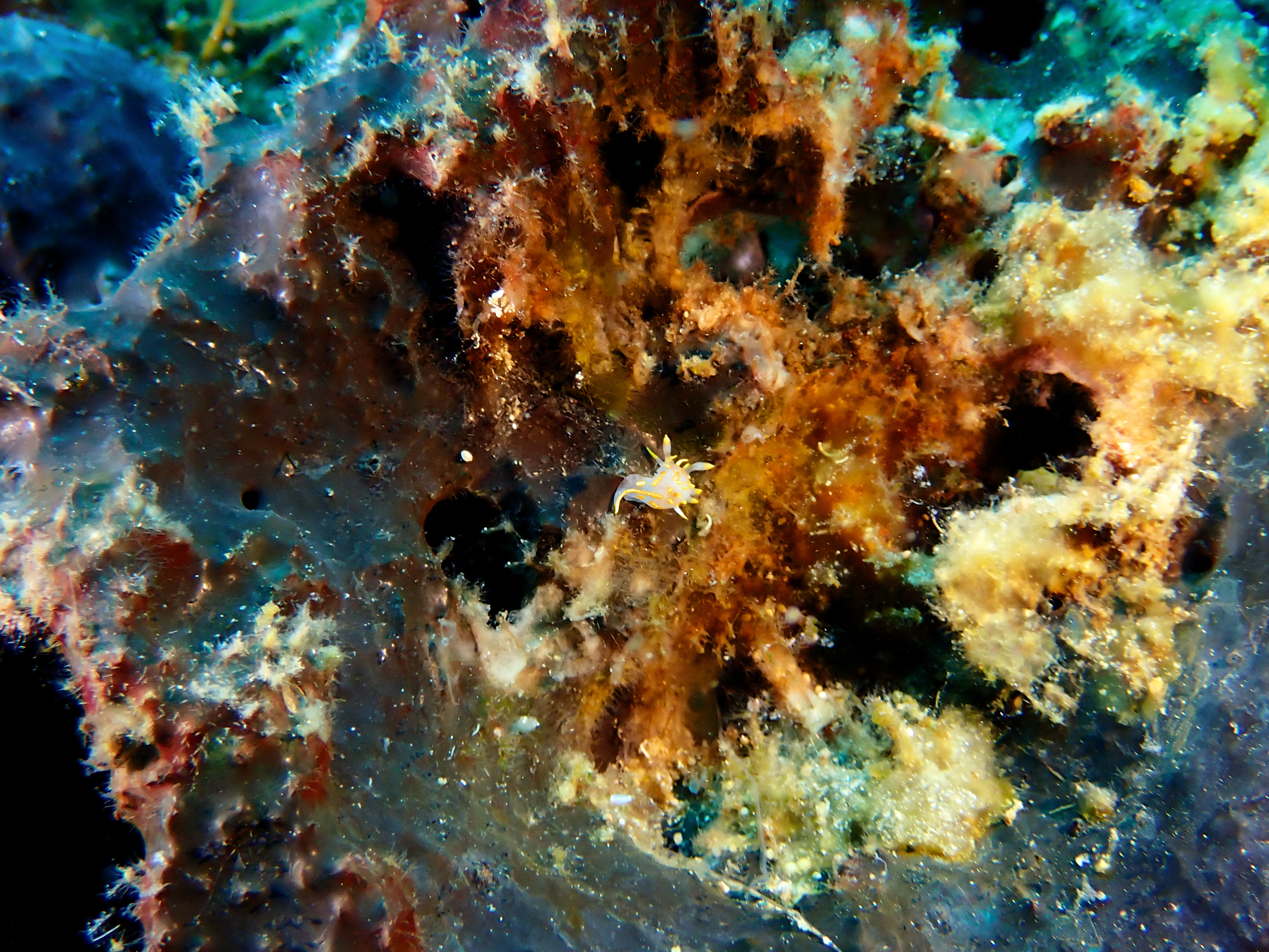 https://res.cloudinary.com/dt3d6t2ay/image/upload/v1693086243/obsidian/2023-05-13%20Epidaure%20APSAP/Mollusca/Gastropoda/Eolidiens/P5150133_u9sotj.jpg