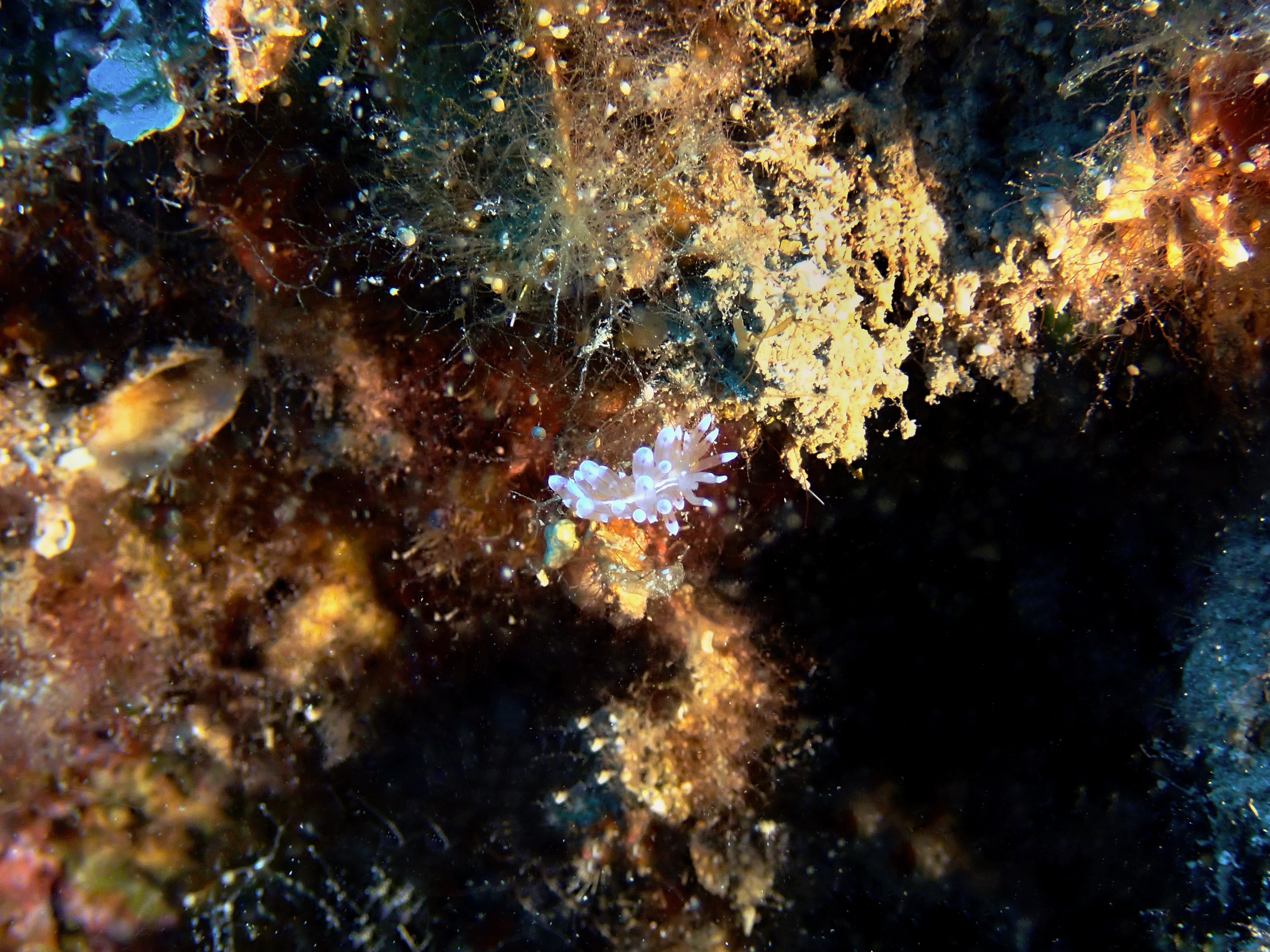 https://res.cloudinary.com/dt3d6t2ay/image/upload/v1693086243/obsidian/2023-05-13%20Epidaure%20APSAP/Mollusca/Gastropoda/Eolidiens/P5180419_hkz4st.jpg