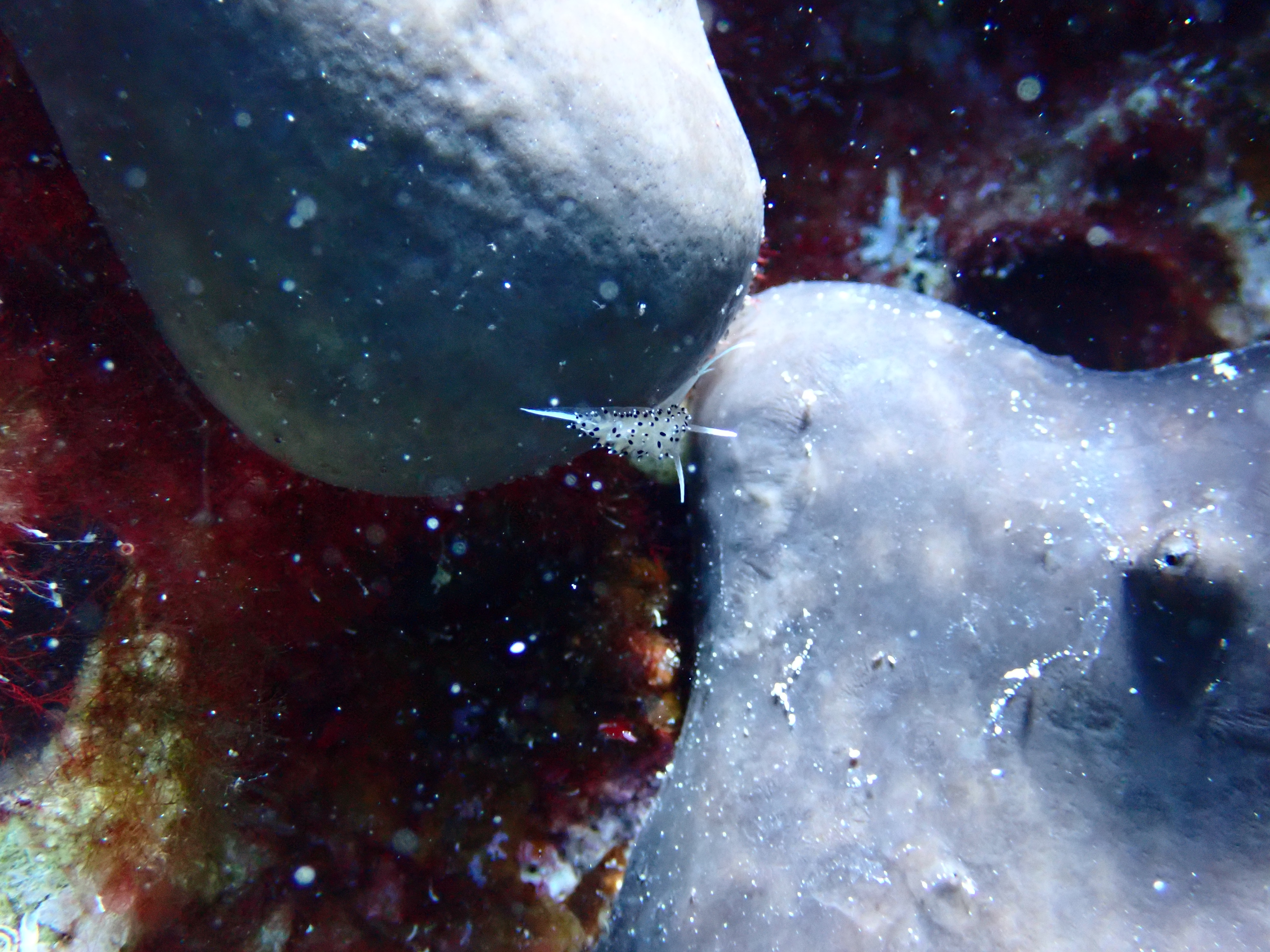 https://res.cloudinary.com/dt3d6t2ay/image/upload/v1693086245/obsidian/2023-05-13%20Epidaure%20APSAP/Mollusca/Gastropoda/Eolidiens/P5180384_asdguf.jpg
