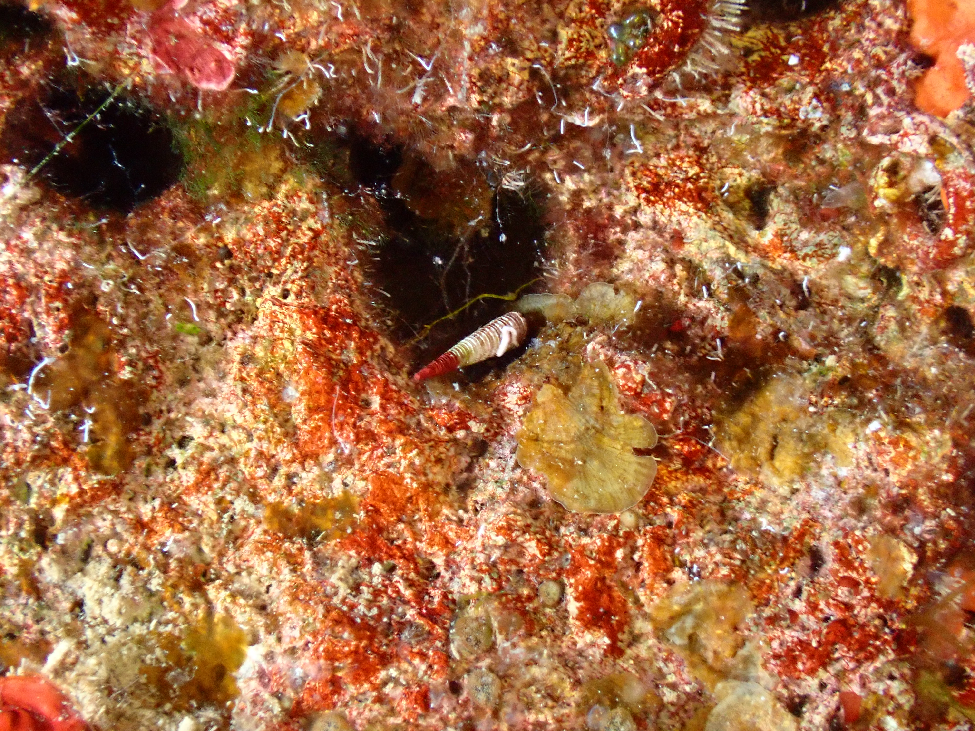 https://res.cloudinary.com/dt3d6t2ay/image/upload/v1693086270/obsidian/2023-05-13%20Epidaure%20APSAP/Mollusca/Gastropoda/Coquille/P5140027_diobnt.jpg