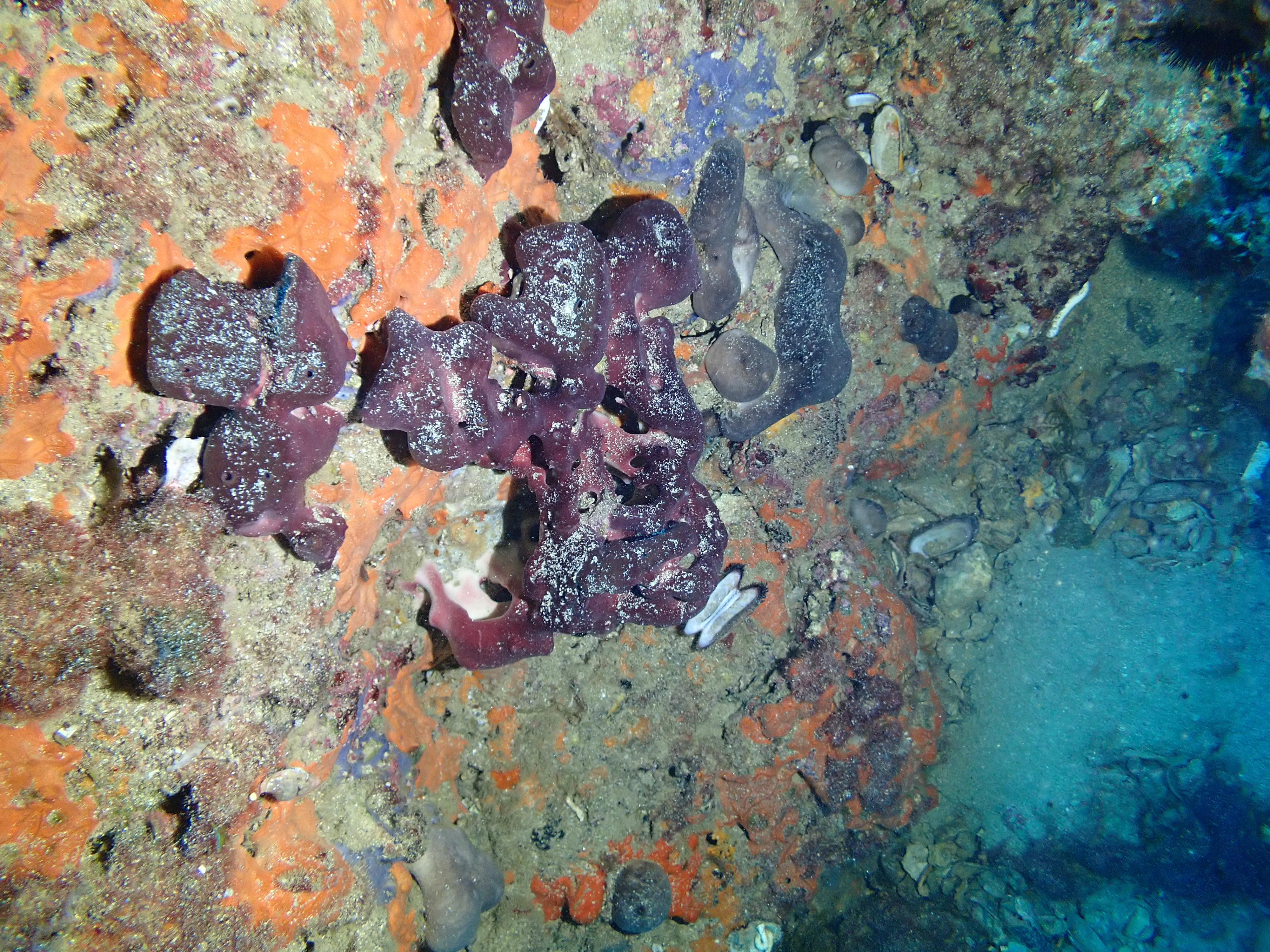 https://res.cloudinary.com/dt3d6t2ay/image/upload/v1693086346/obsidian/2023-05-13%20Epidaure%20APSAP/Porifera/P5140046_thmfnj.jpg