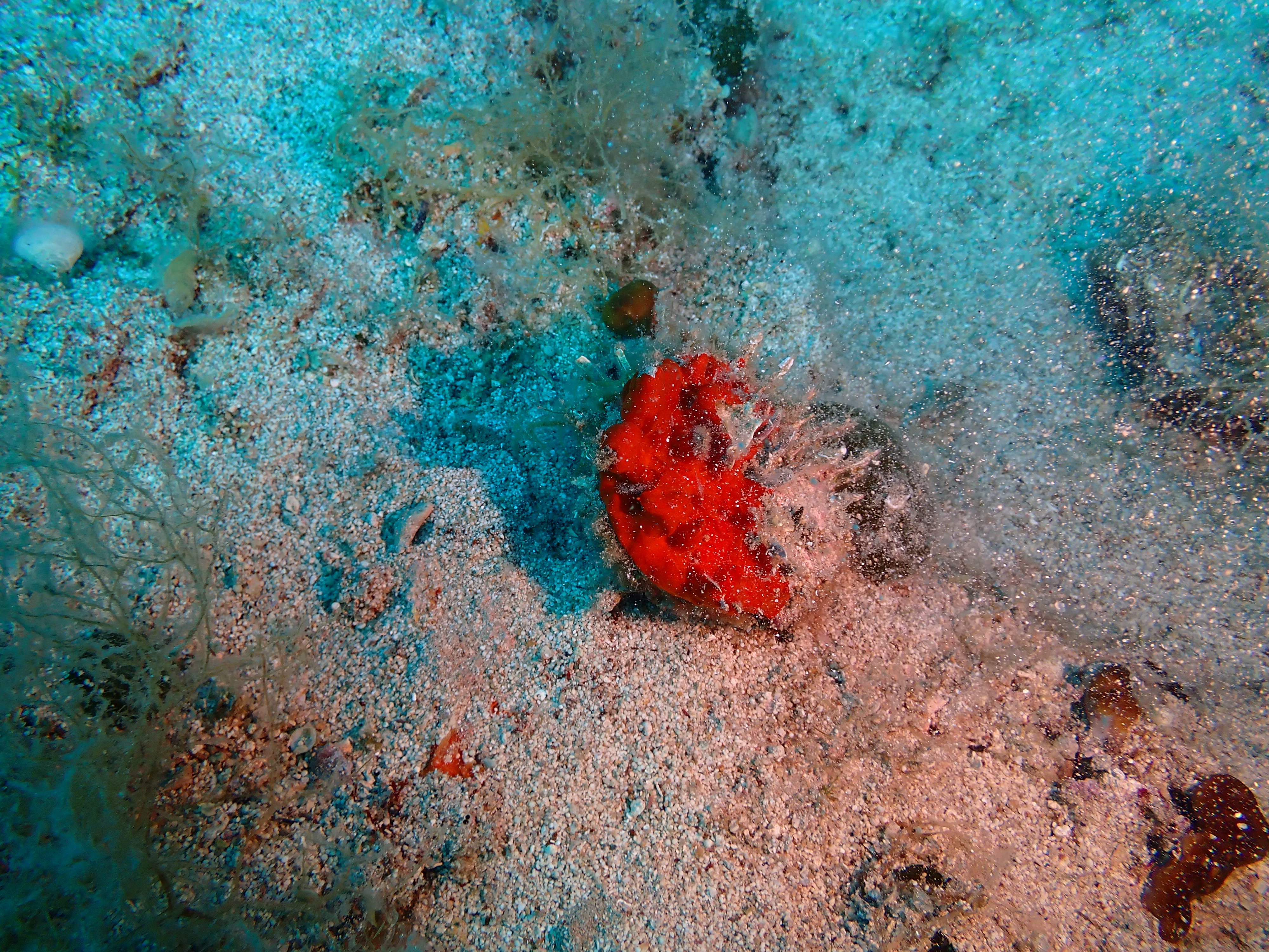 https://res.cloudinary.com/dt3d6t2ay/image/upload/v1693086347/obsidian/2023-05-13%20Epidaure%20APSAP/Porifera/P5140004_2_mpxf7v.jpg