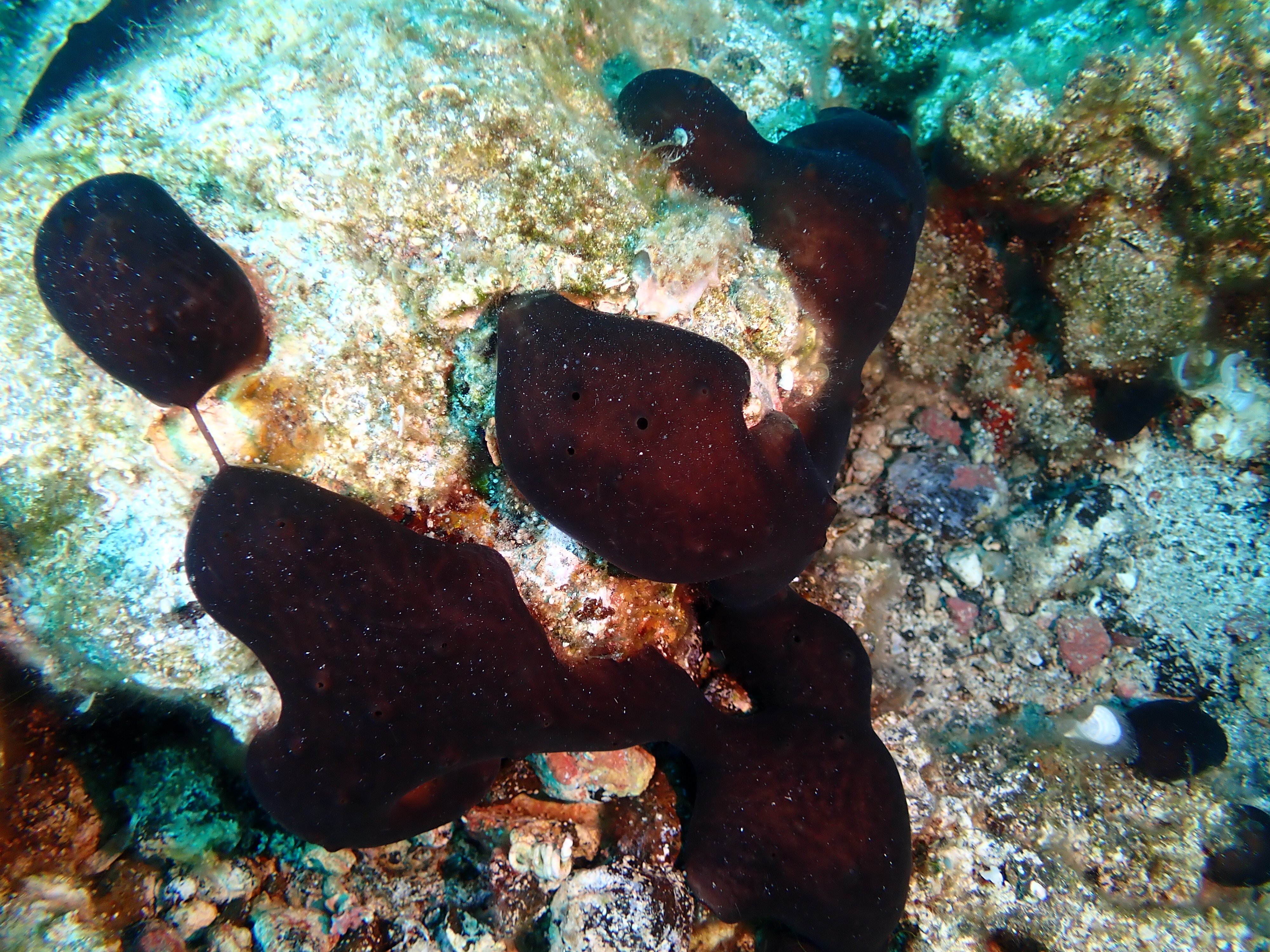 https://res.cloudinary.com/dt3d6t2ay/image/upload/v1693086350/obsidian/2023-05-13%20Epidaure%20APSAP/Porifera/P5140020_moylr7.jpg