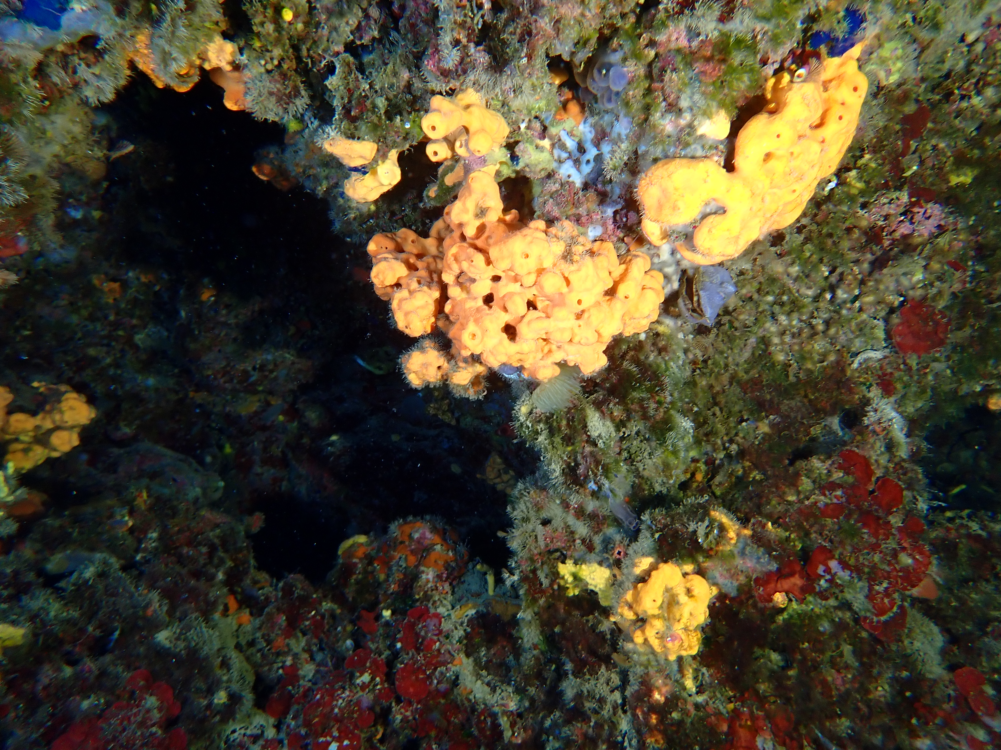https://res.cloudinary.com/dt3d6t2ay/image/upload/v1693086350/obsidian/2023-05-13%20Epidaure%20APSAP/Porifera/P5160155_iqmhiy.jpg