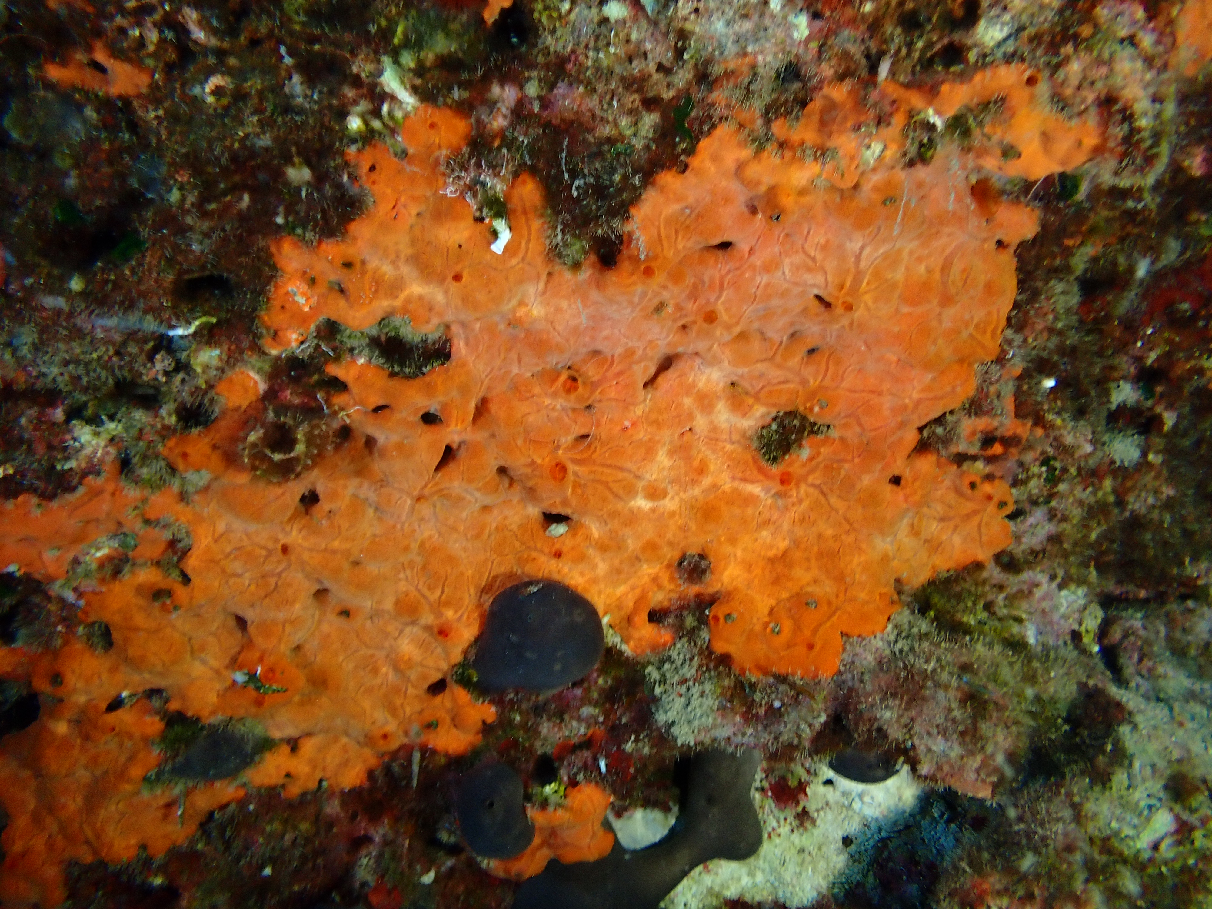https://res.cloudinary.com/dt3d6t2ay/image/upload/v1693086351/obsidian/2023-05-13%20Epidaure%20APSAP/Porifera/P5140028_bgdng8.jpg