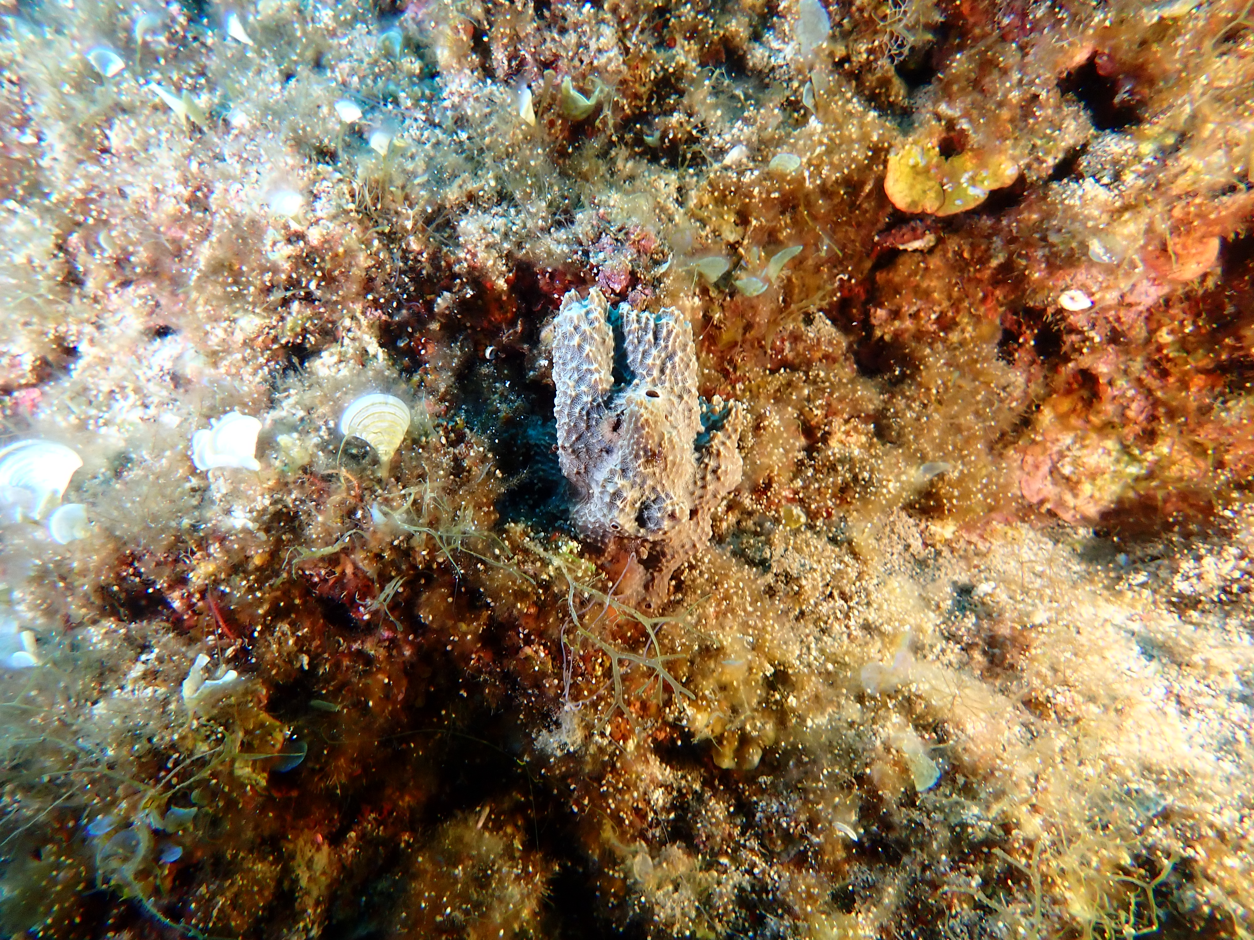 https://res.cloudinary.com/dt3d6t2ay/image/upload/v1693086355/obsidian/2023-05-13%20Epidaure%20APSAP/Porifera/P5170325_i9fmgz.jpg