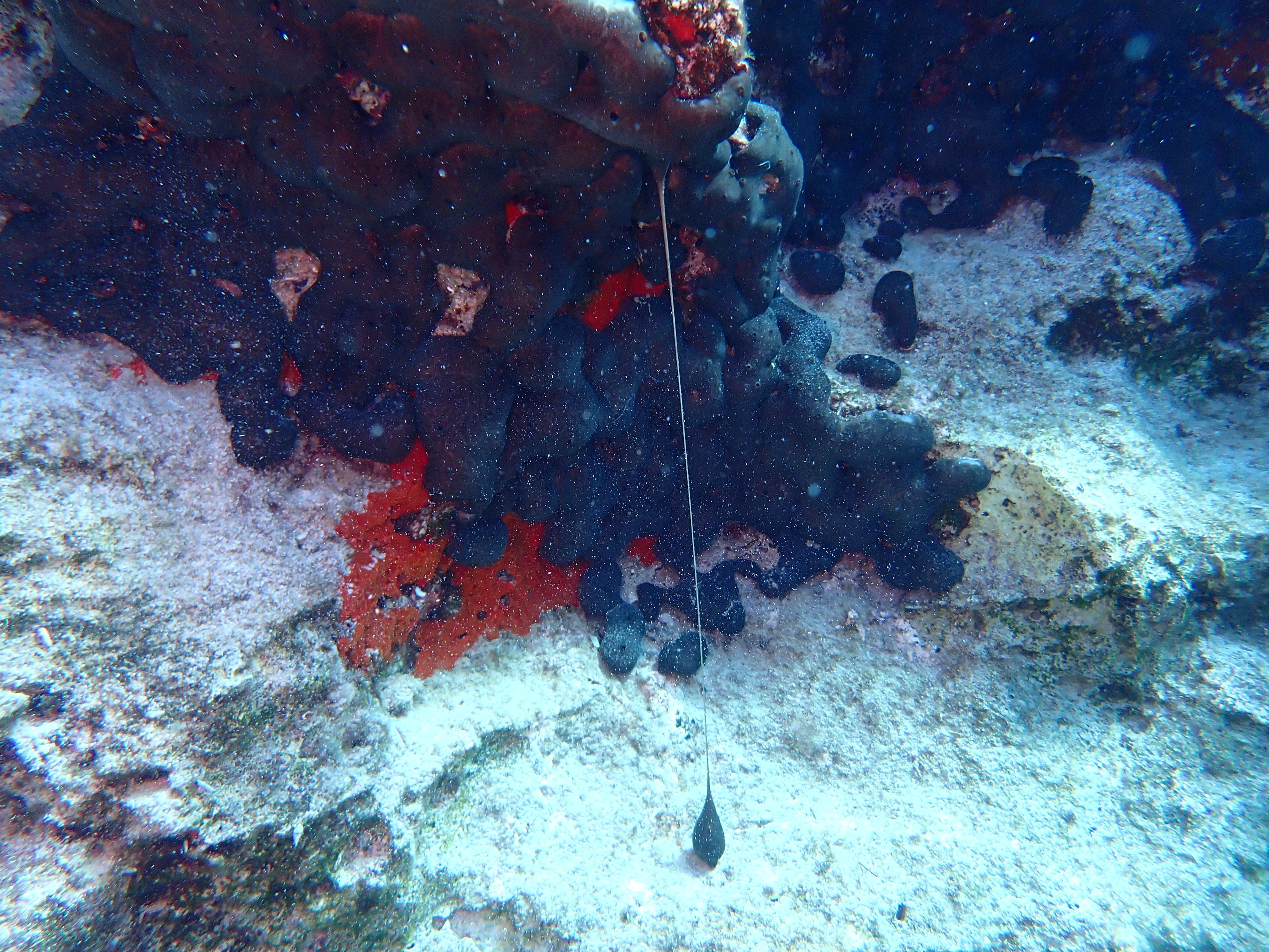 https://res.cloudinary.com/dt3d6t2ay/image/upload/v1693086355/obsidian/2023-05-13%20Epidaure%20APSAP/Porifera/P5180380_ry4kgk.jpg