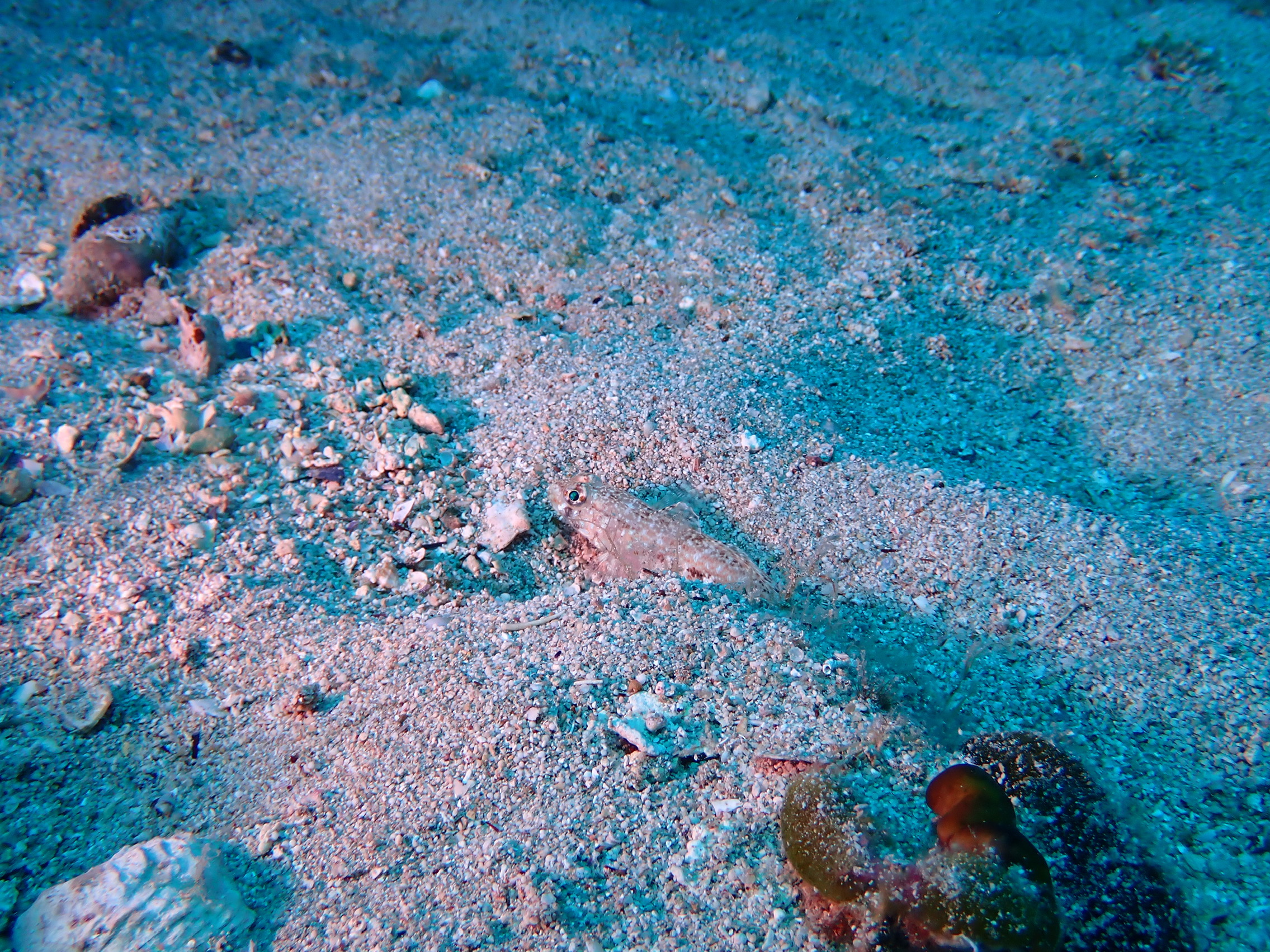 https://res.cloudinary.com/dt3d6t2ay/image/upload/v1693086456/obsidian/2023-05-13%20Epidaure%20APSAP/Vertebrata/Gobiiformes/P5180444_ocy5pi.jpg