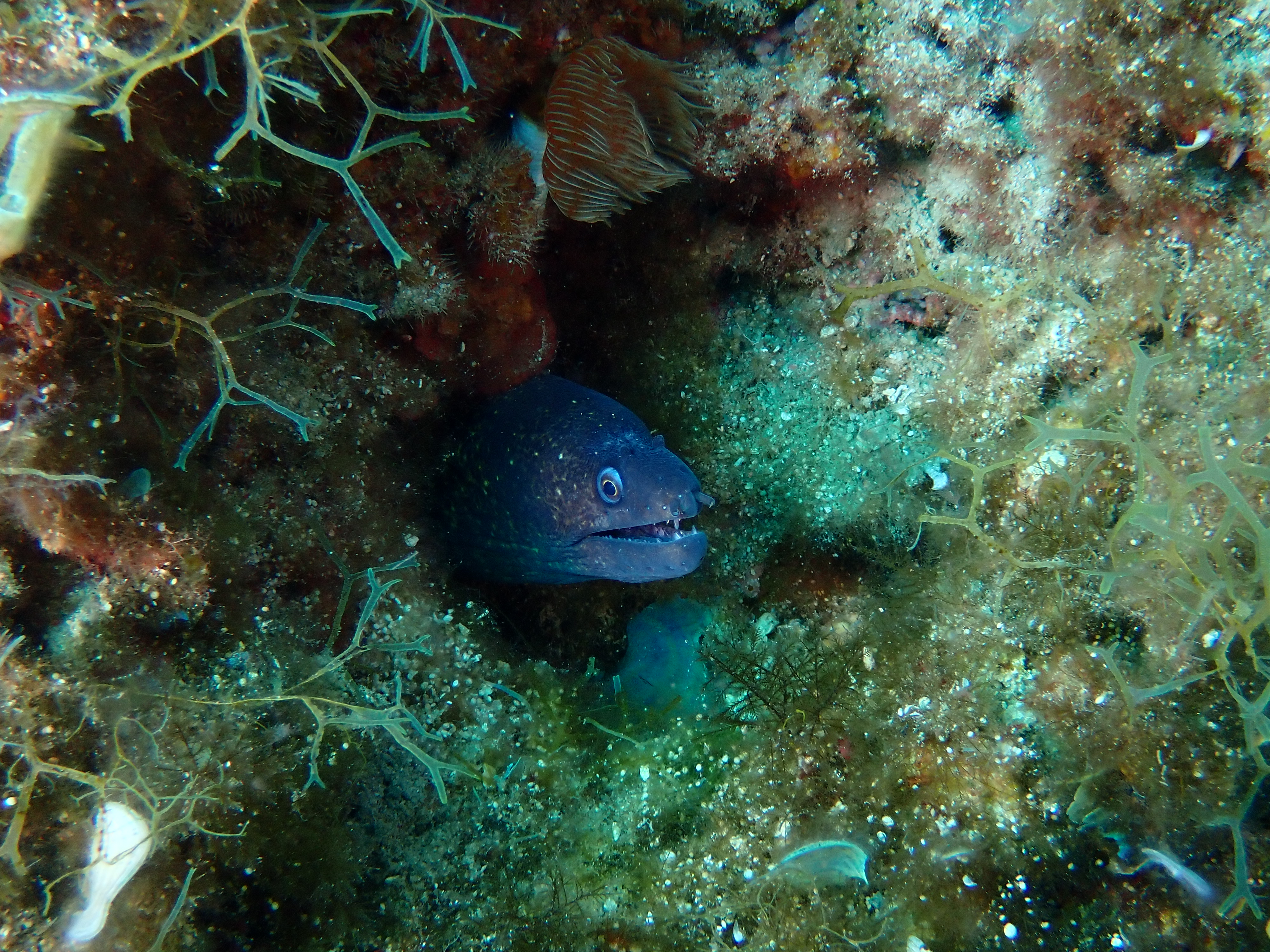 https://res.cloudinary.com/dt3d6t2ay/image/upload/v1693086457/obsidian/2023-05-13%20Epidaure%20APSAP/Vertebrata/Anguilliformes/P5190489_wsua7a.jpg