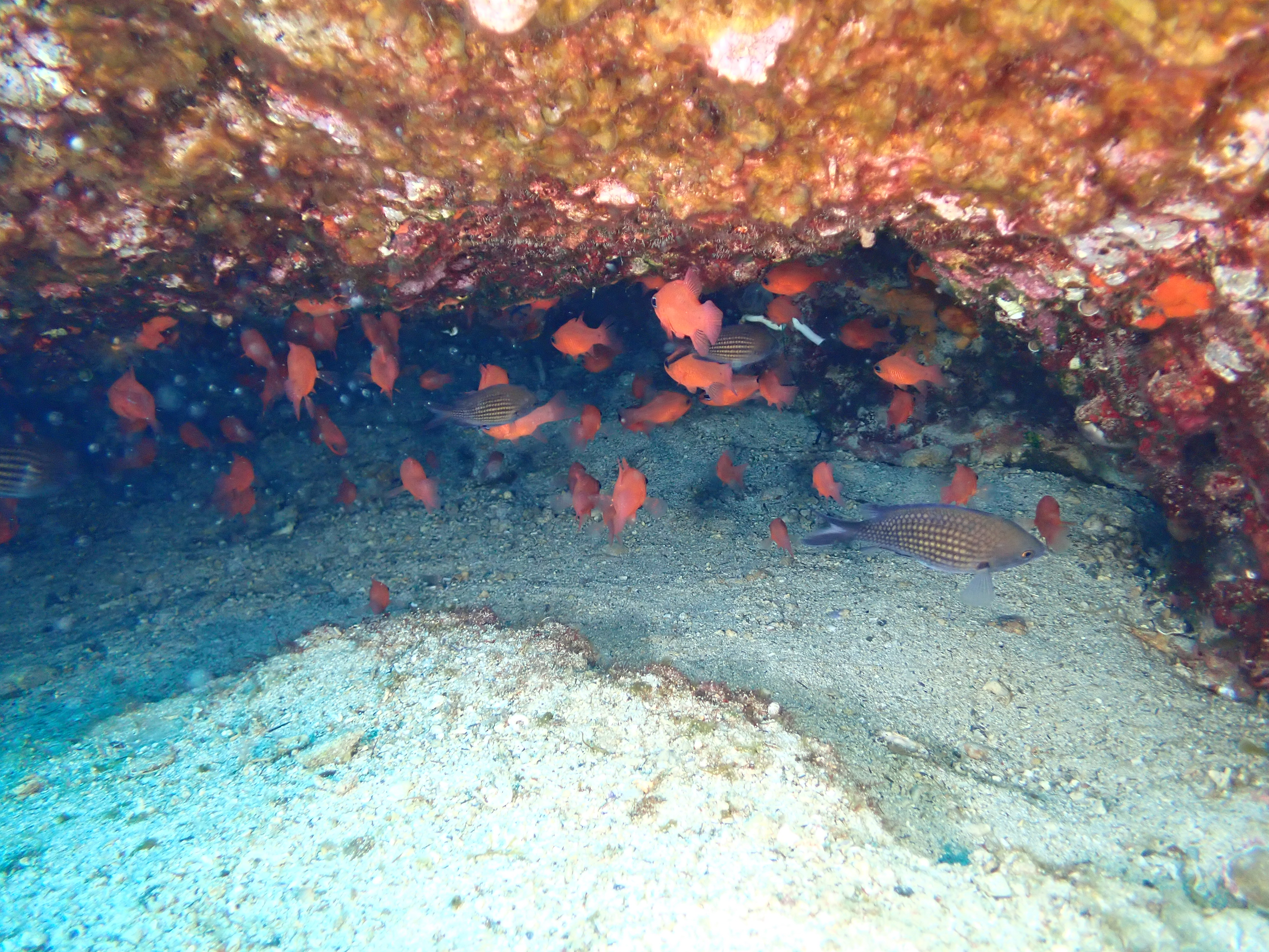 https://res.cloudinary.com/dt3d6t2ay/image/upload/v1693086457/obsidian/2023-05-13%20Epidaure%20APSAP/Vertebrata/P5140037_e93him.jpg