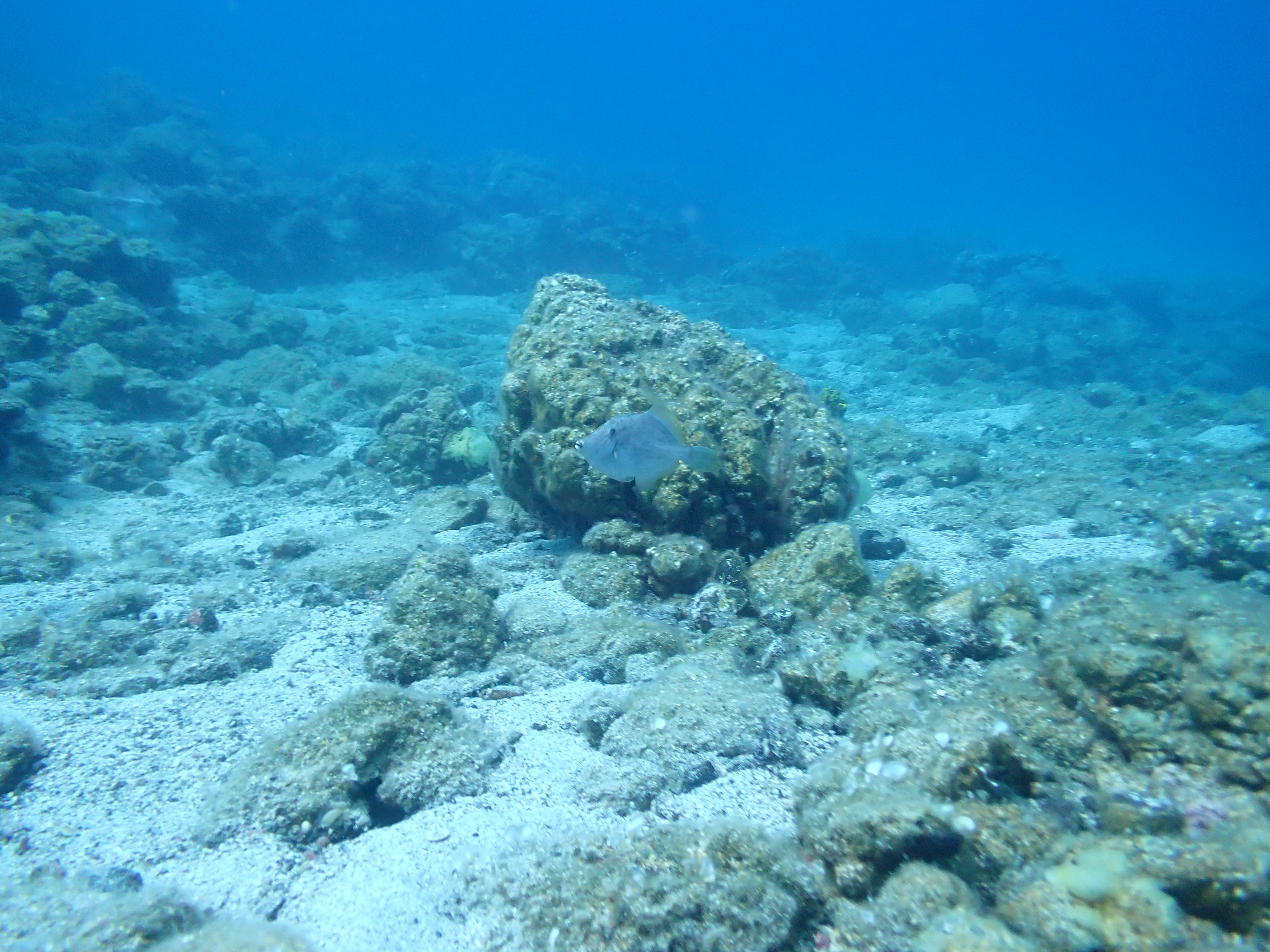 https://res.cloudinary.com/dt3d6t2ay/image/upload/v1693086460/obsidian/2023-05-13%20Epidaure%20APSAP/Vertebrata/P5140019_2_uyo4cx.jpg