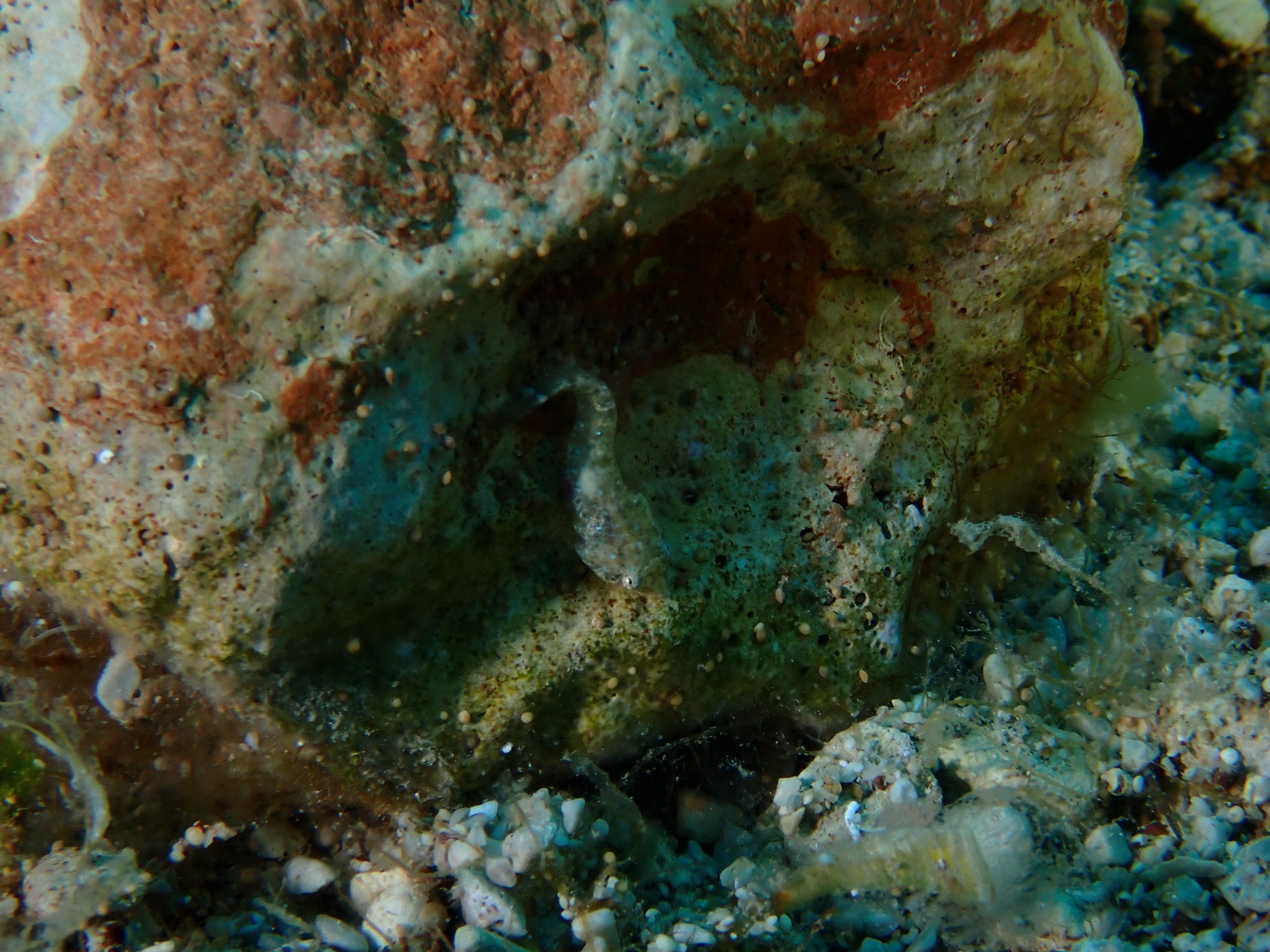https://res.cloudinary.com/dt3d6t2ay/image/upload/v1693086465/obsidian/2023-05-13%20Epidaure%20APSAP/Vertebrata/Porte_ecuelle_vrkkuz.jpg